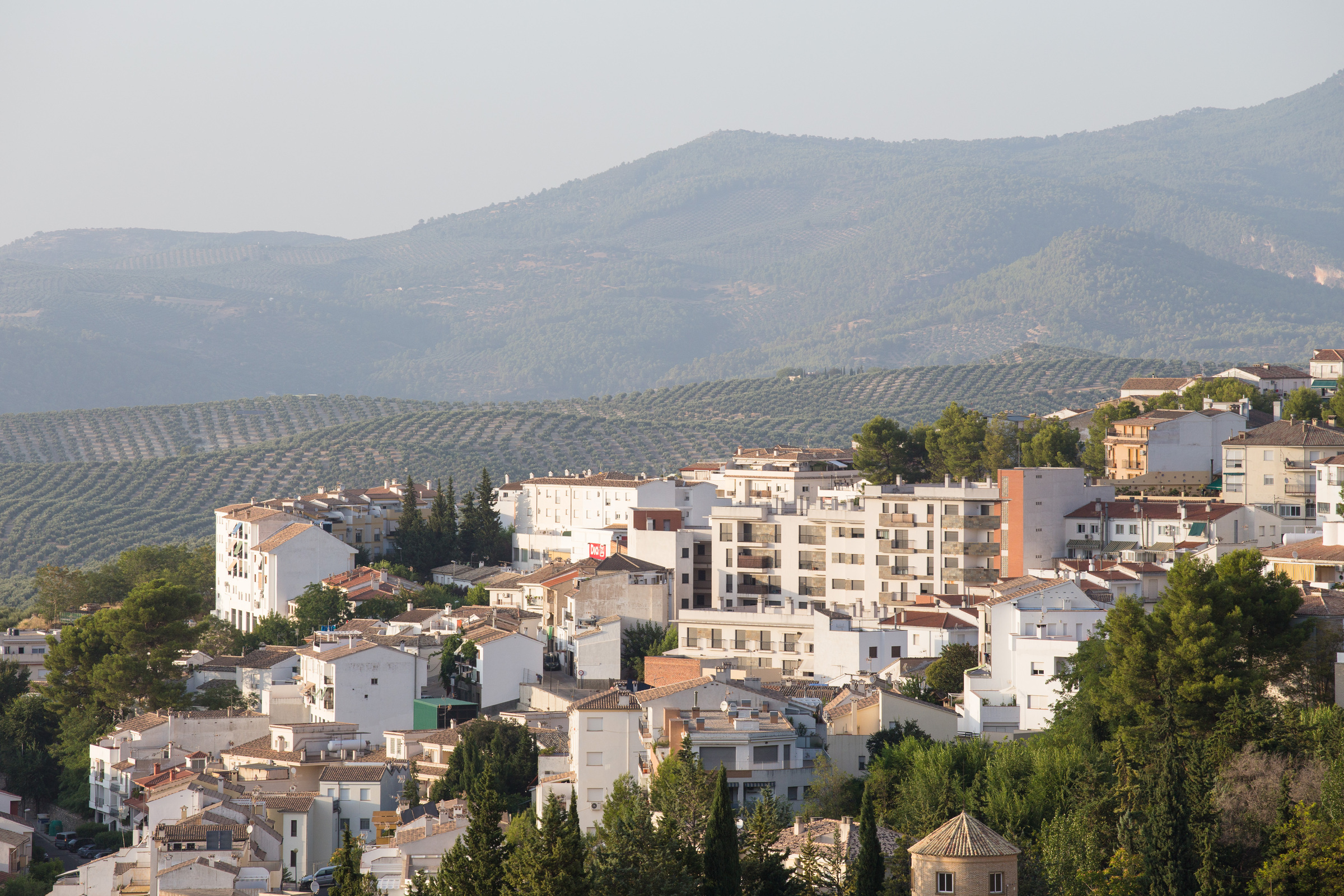 Olivenfelder bei Cazorla