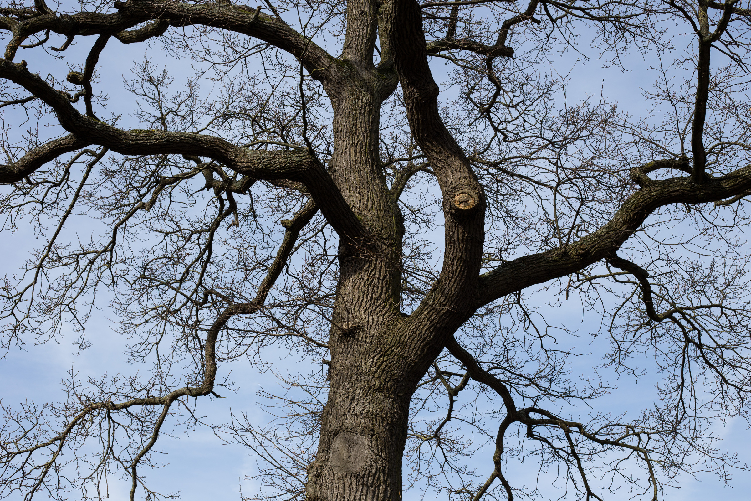 Äste einer Eiche im Winter