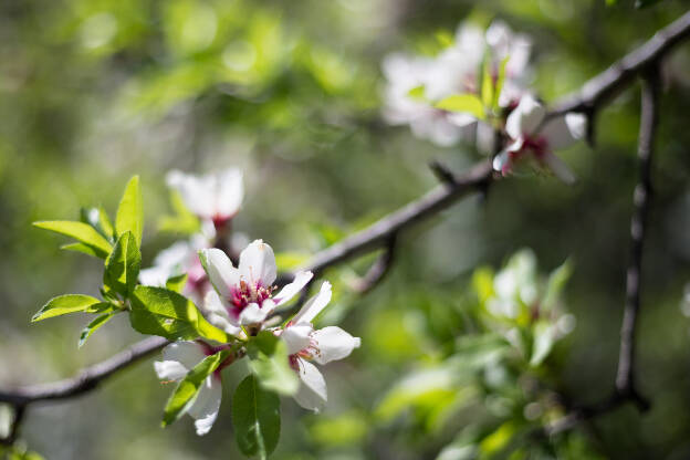 Zweig mit Kirschblüten