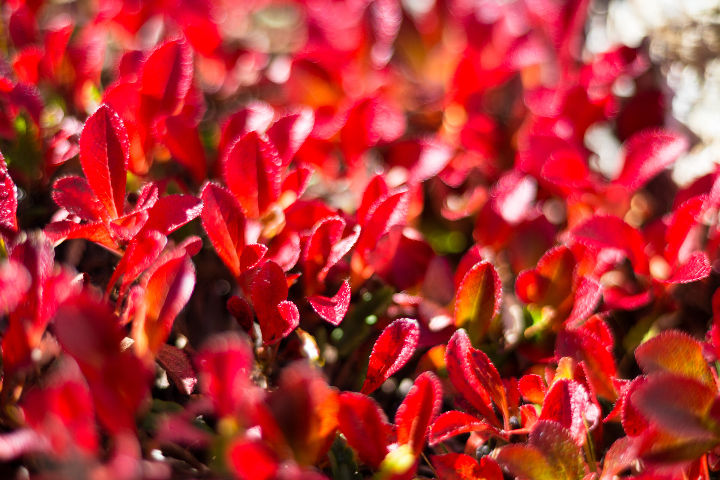 Bärentraube im Herbst