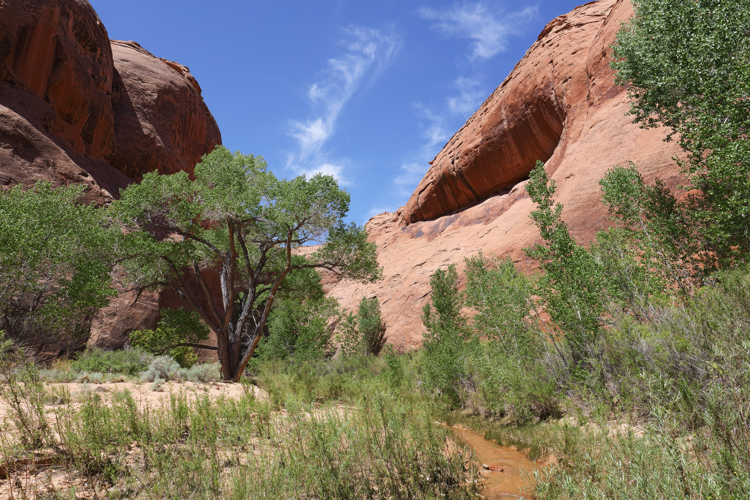 Cottonwood Baum an der Confluence im Coyote Gulch