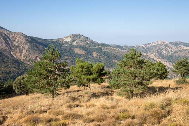 Bäume im Nationalpark Sierra Nevada