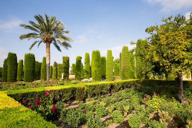 Palmen im Garten der Alcazar de los Reyes Cristiano
