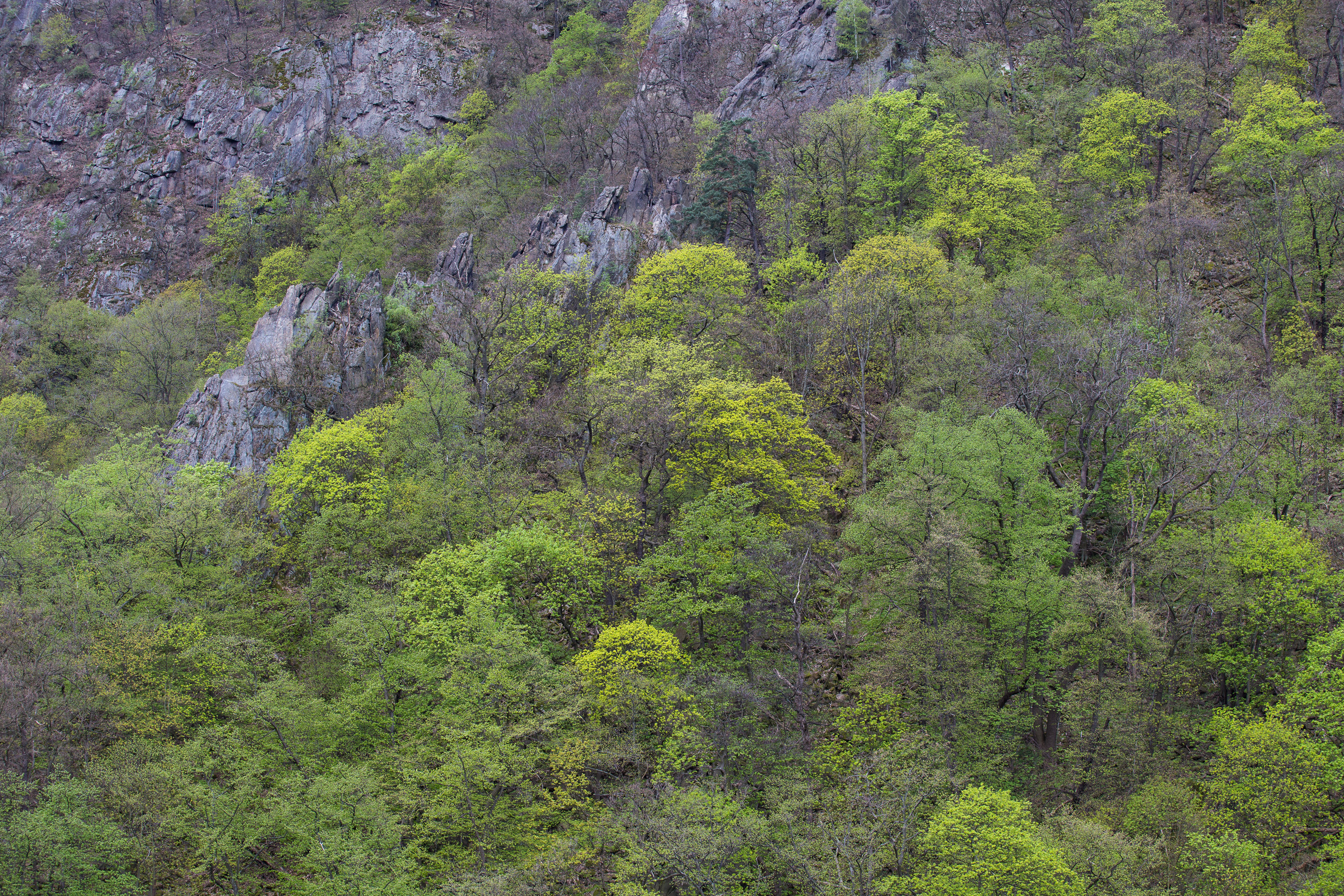 Frühling im Nationalpark Harz