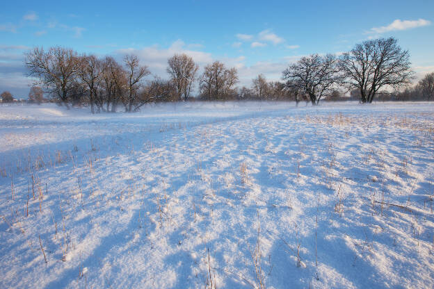 Auwald an der Sieg im Winter