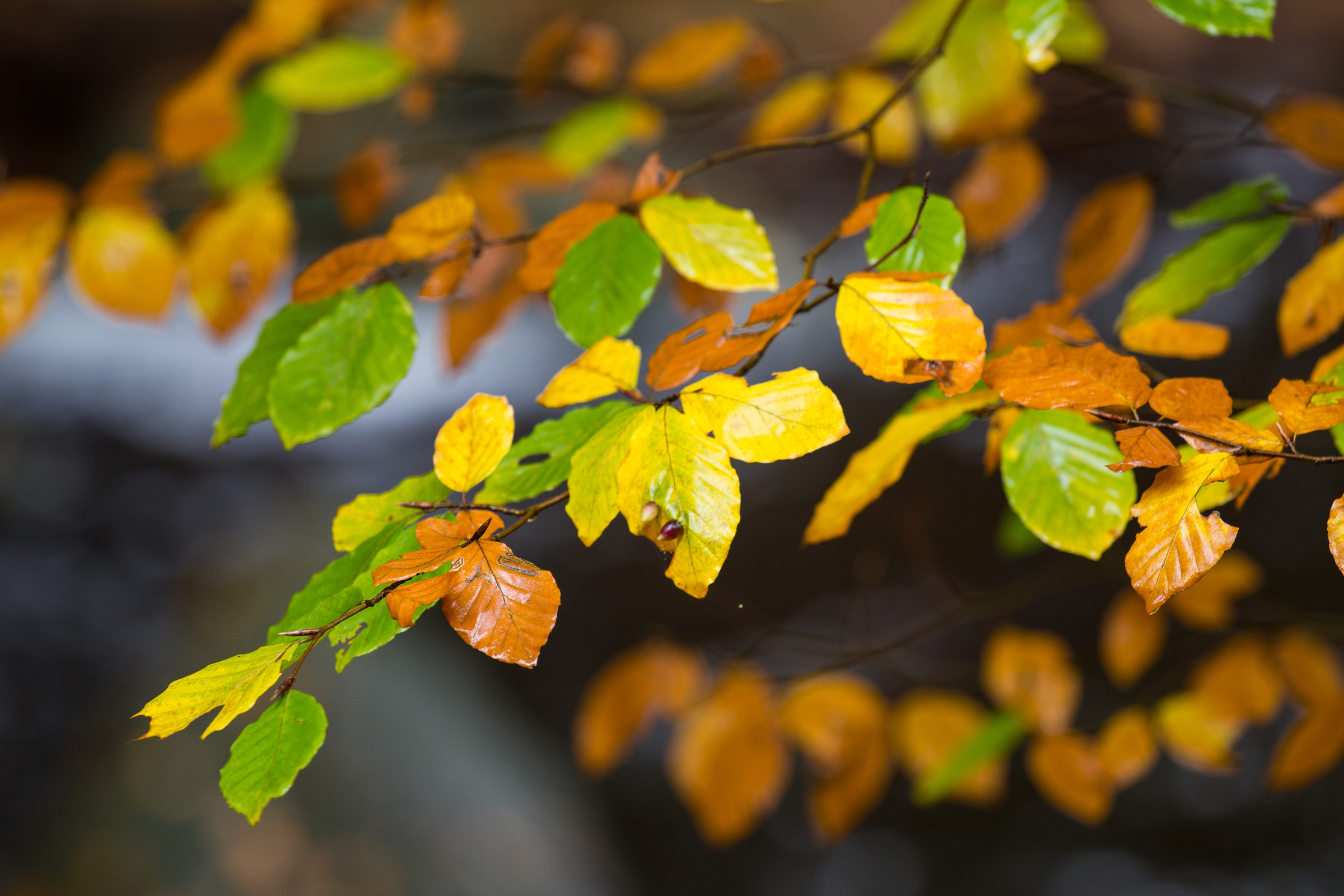 Herbstliche Blätter