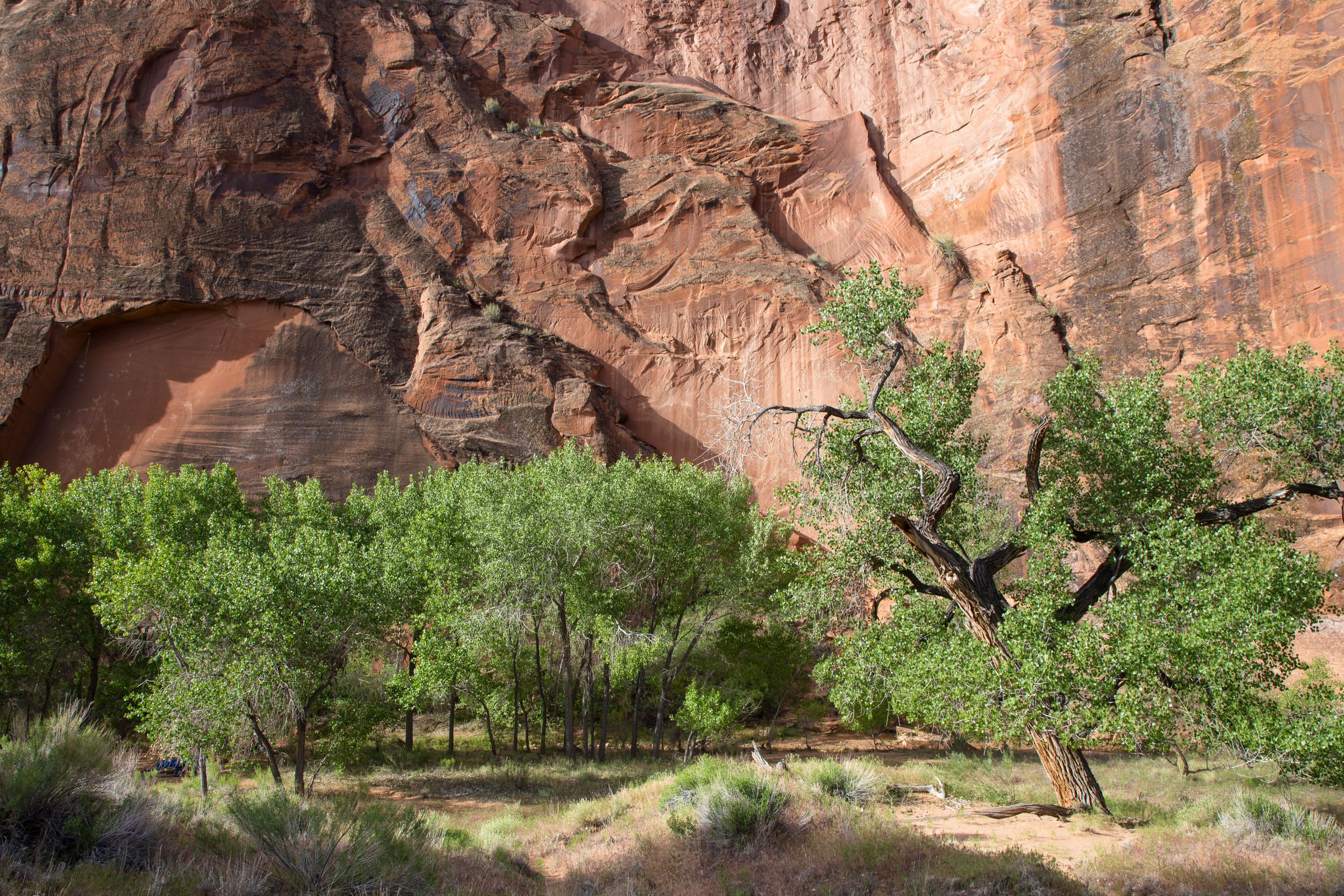 Cottonwod Bäume vor einer Felswand im Coyote Gulch