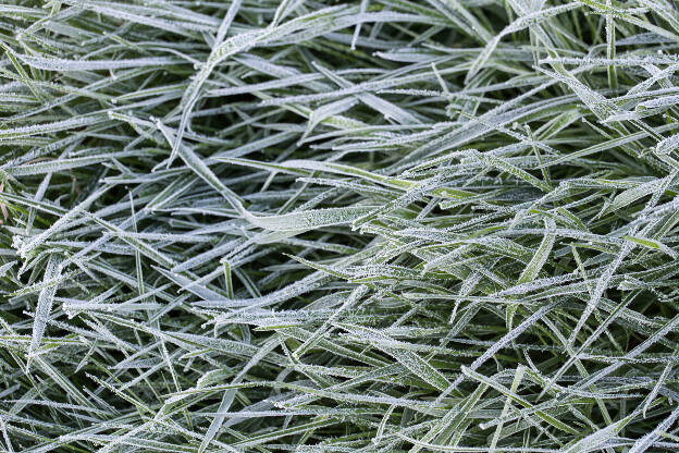 gefrorenes Gras