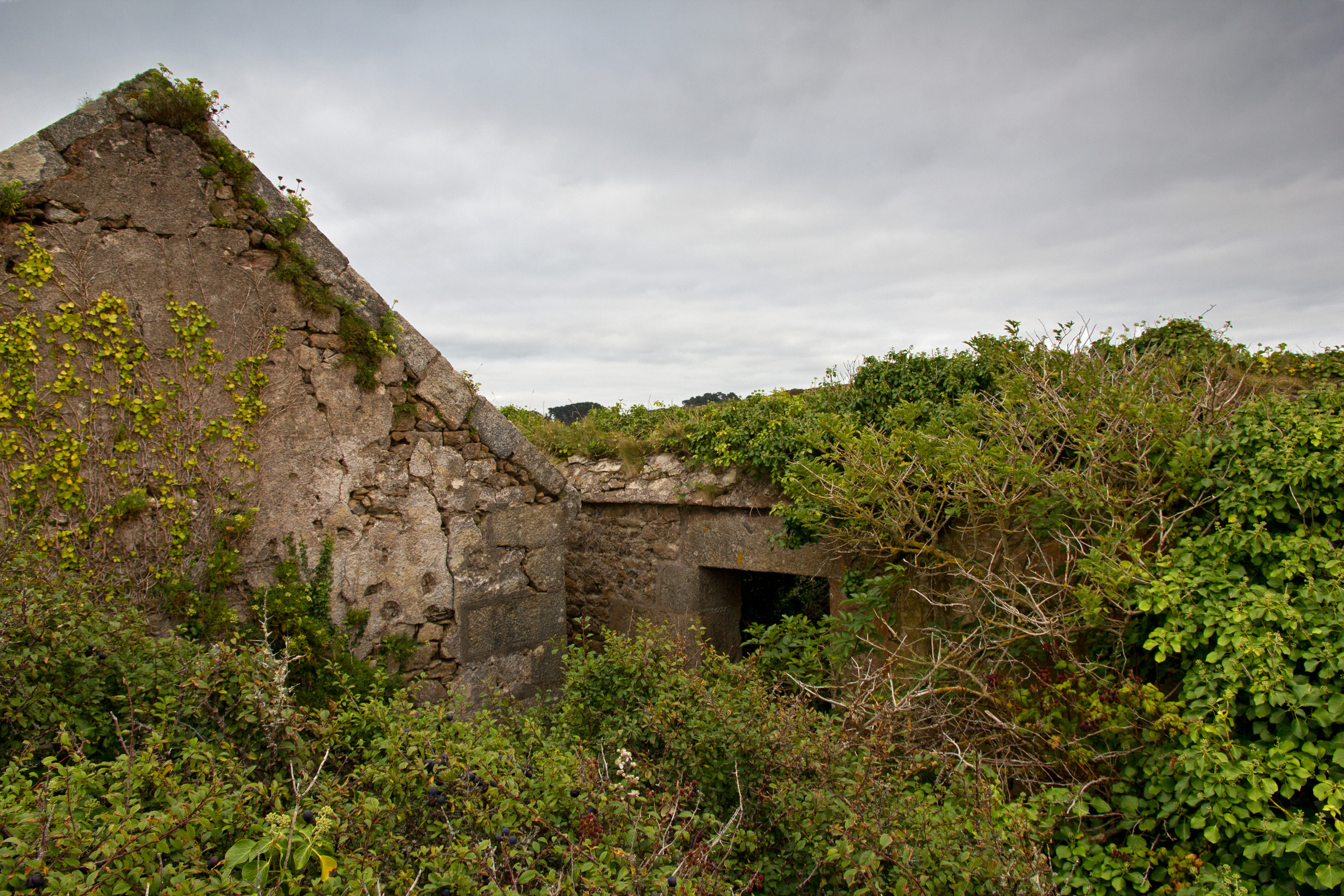 bewachsene Hausruine