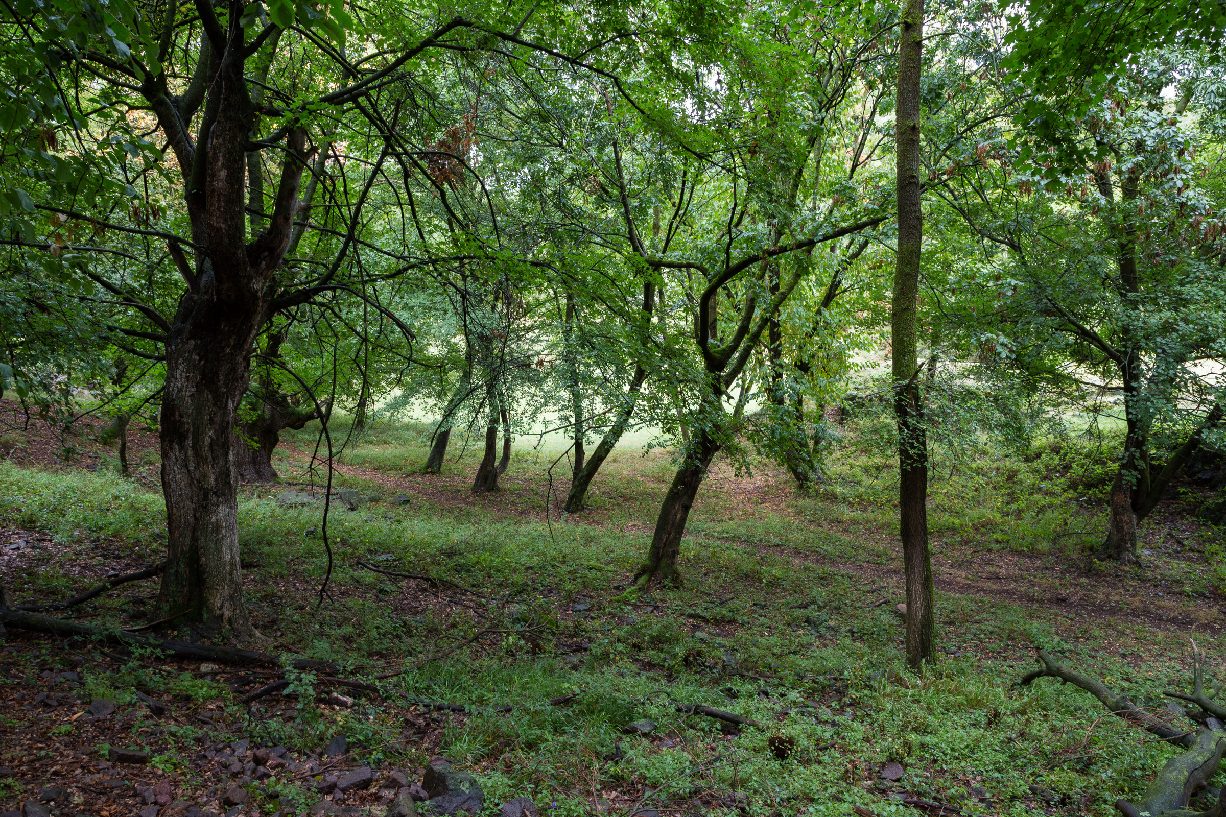 Wald am Castelfeder Berg