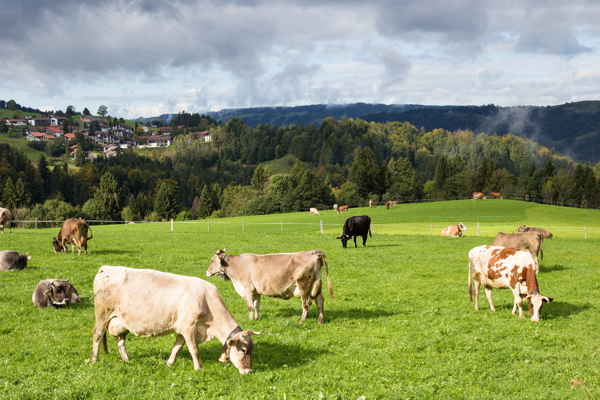 Kühe auf einer Wiese im Allgäu