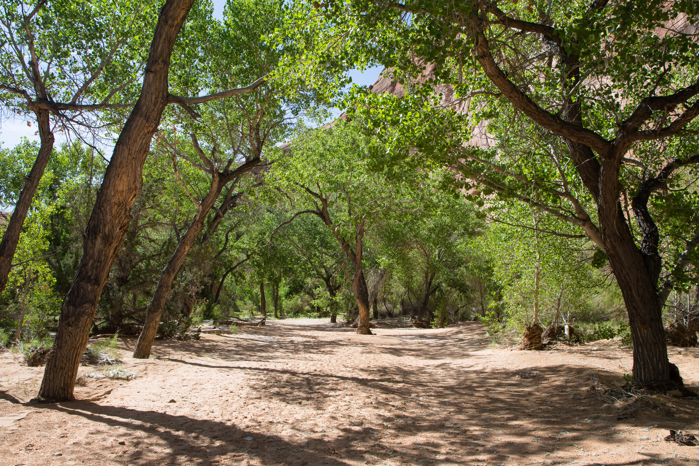 Cottonwood Bäume spenden Schatten im Dry Fork Wash