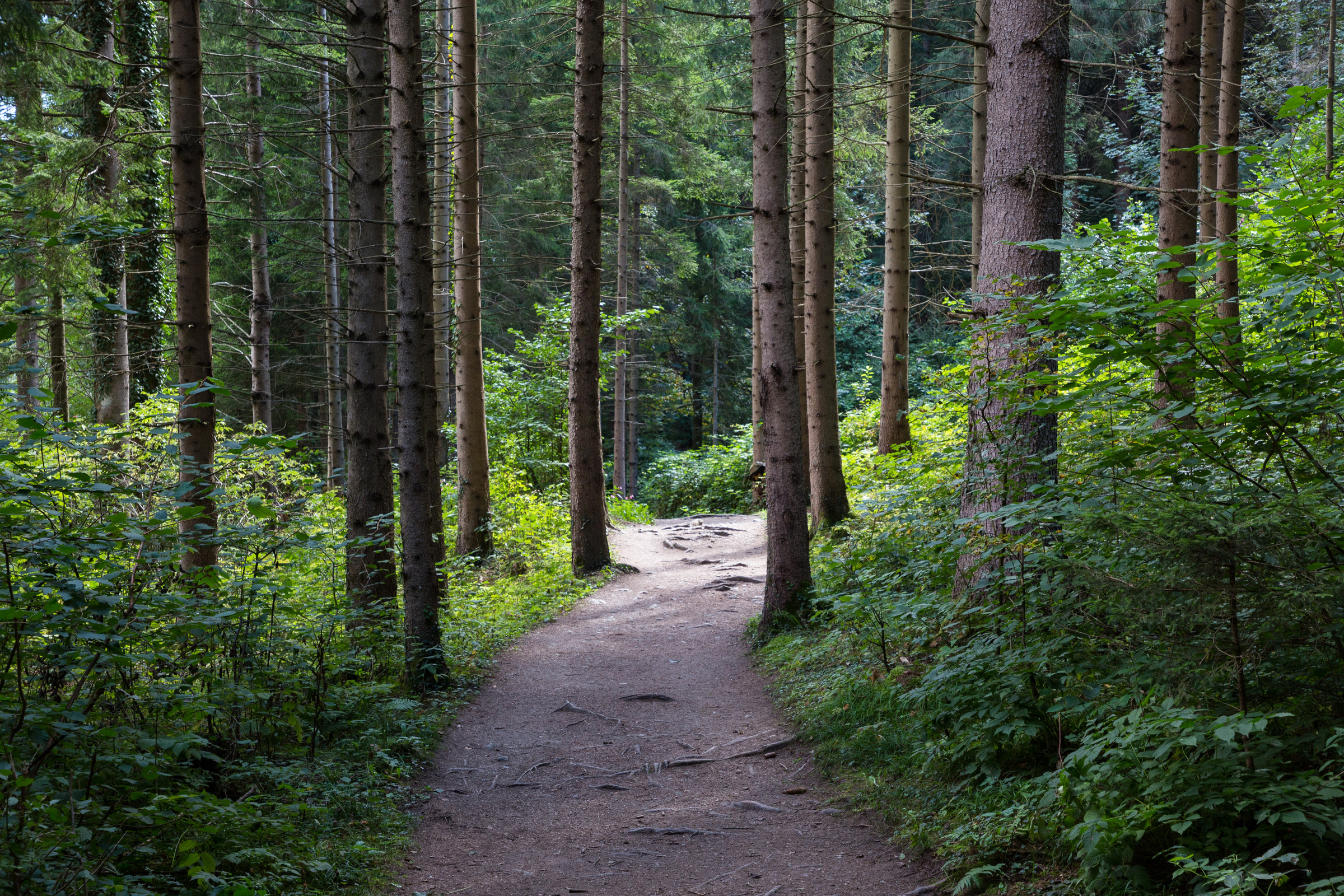 Wanderung durch den Wald in der Passerschlucht