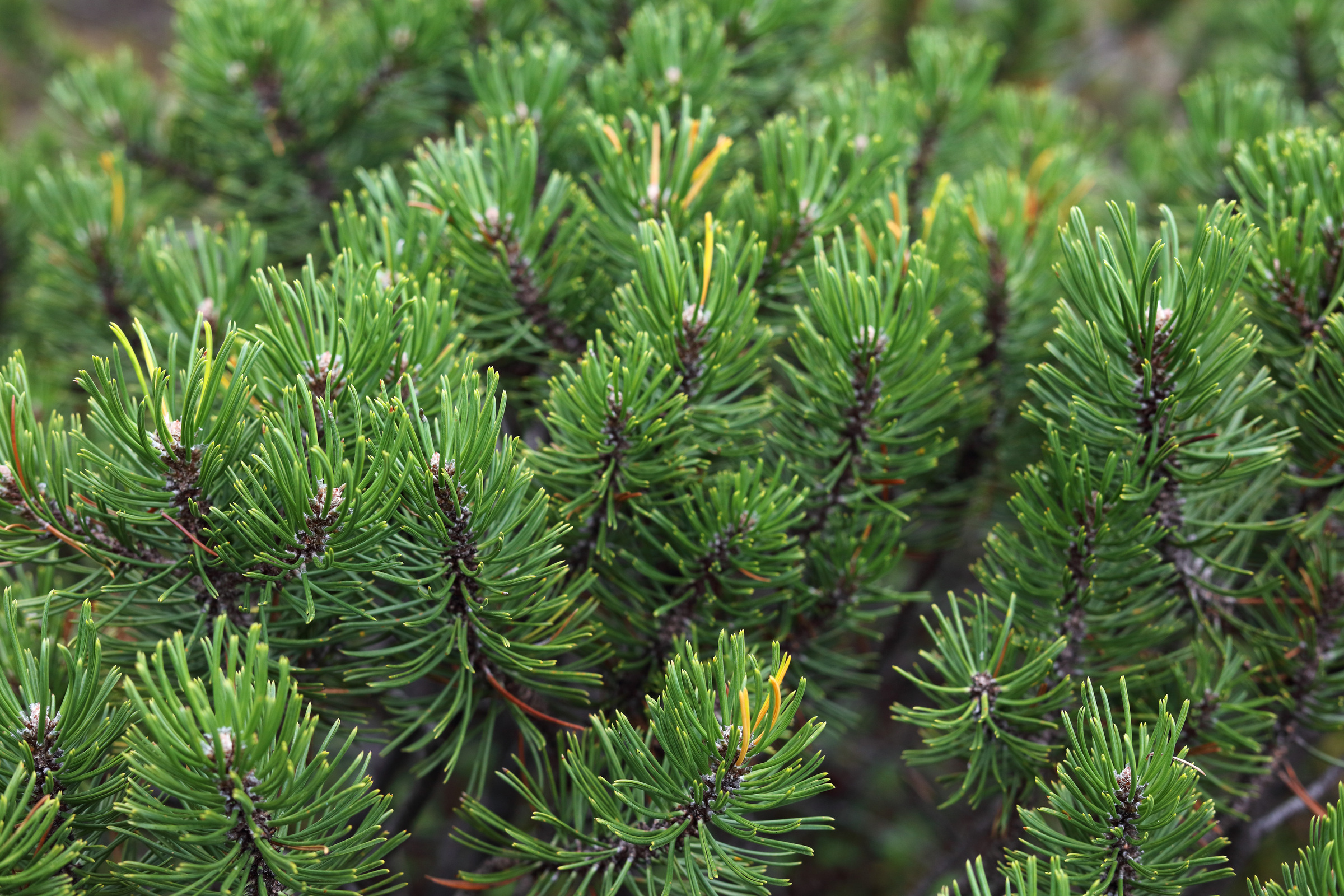Latschenkiefernadeln