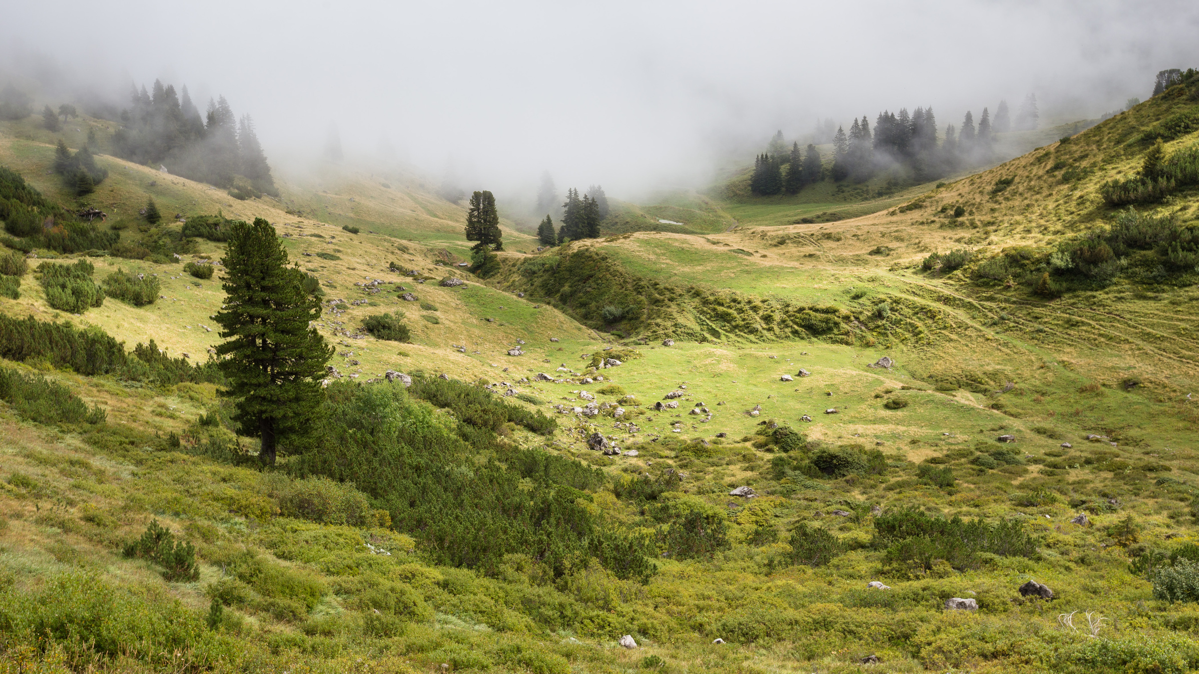 Nebel über einer Wiese im Rellstal