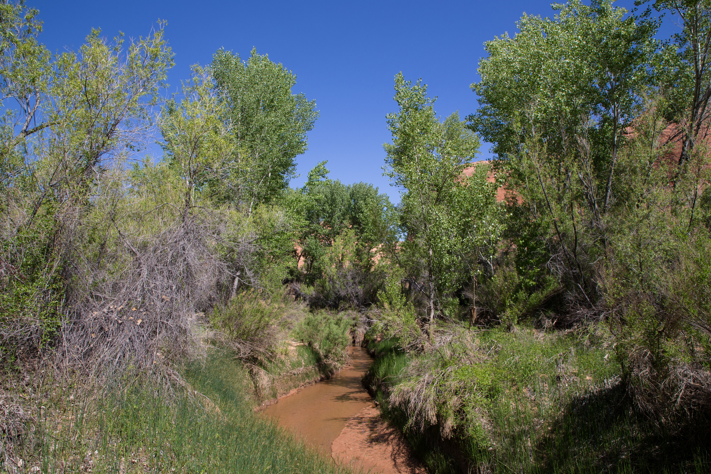 Bäume am Coyote Creek