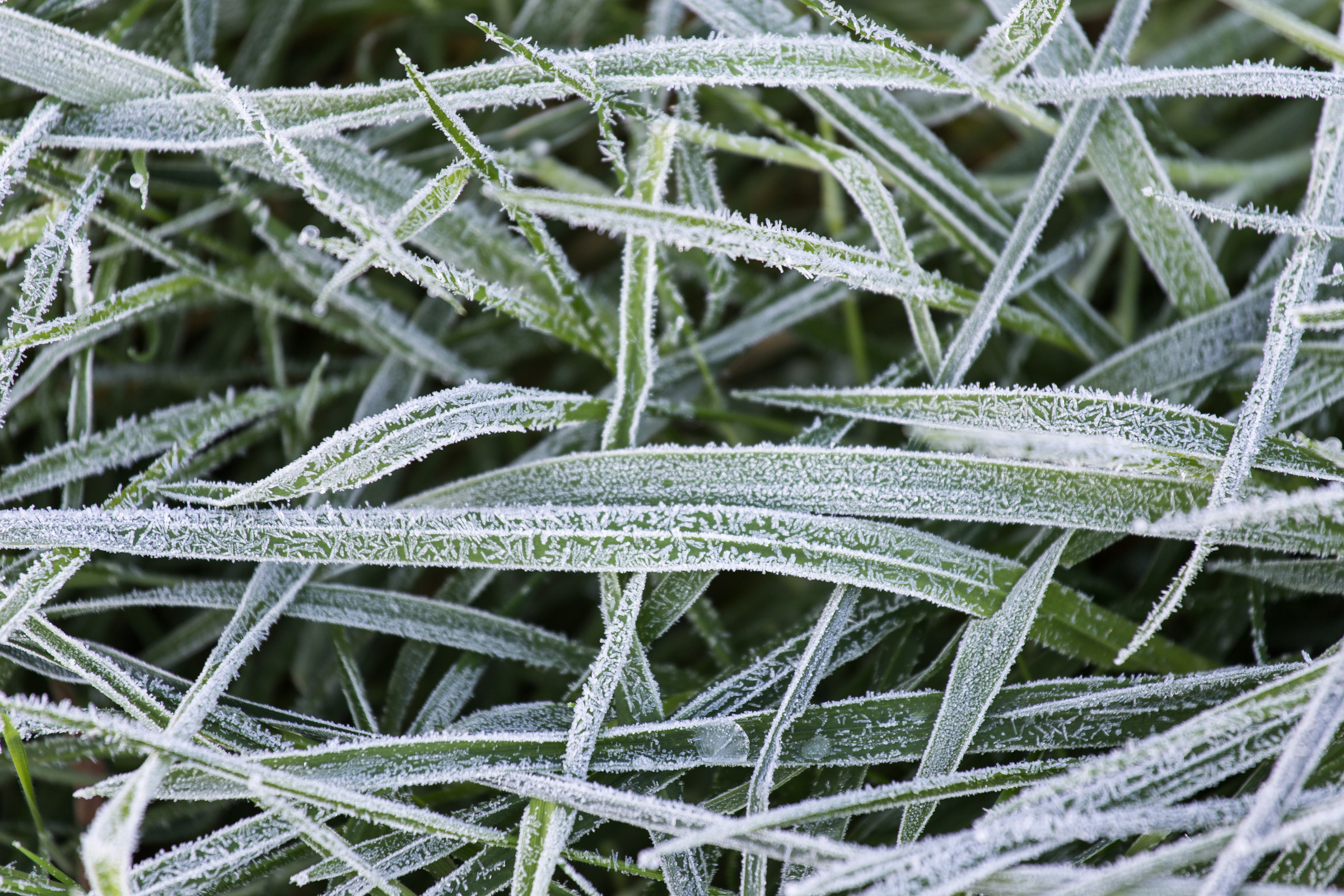 Nahaufnahme von gefrorenen Gras
