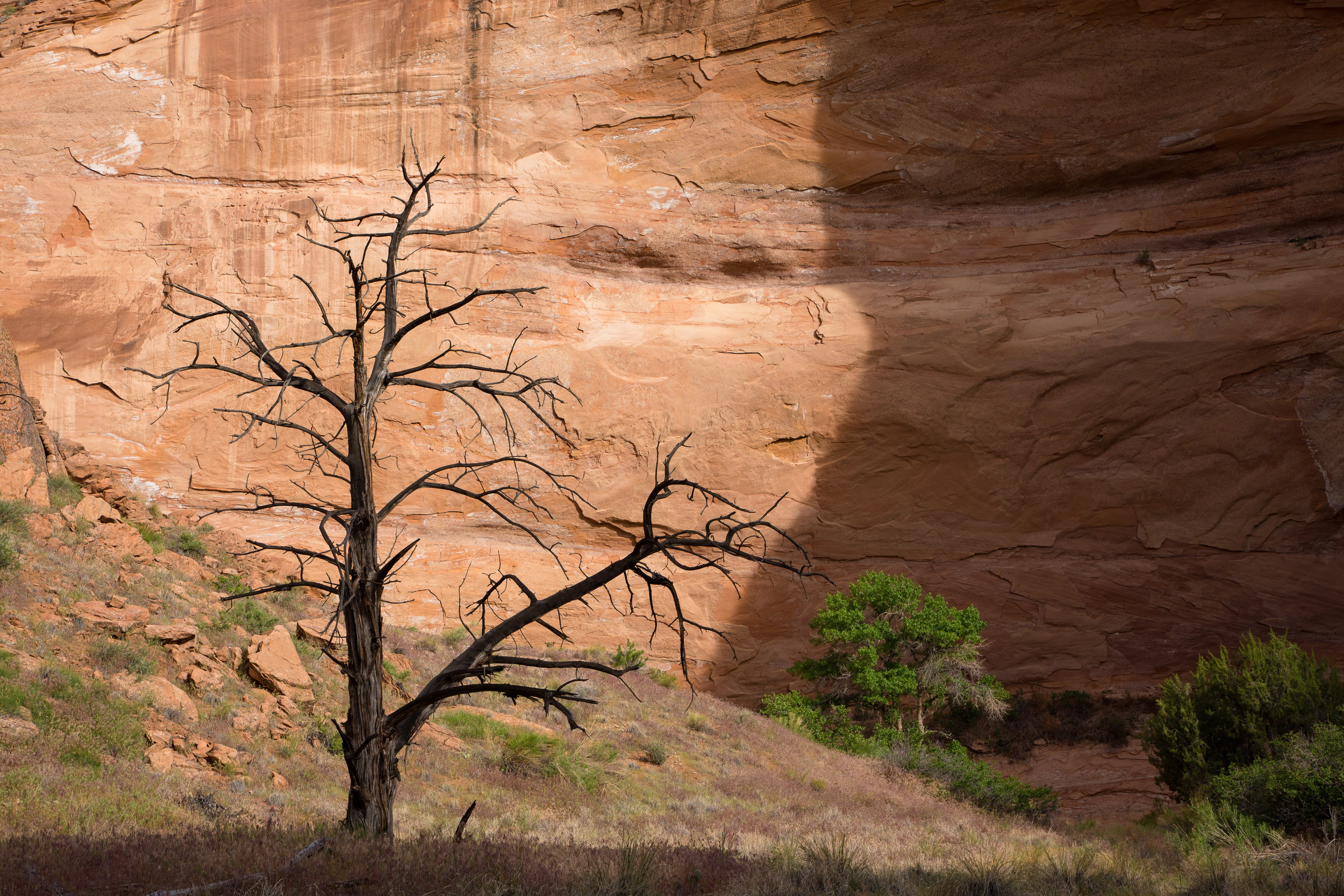 vertrockneter Bäume vor einer Felswand im Coyote Gulch