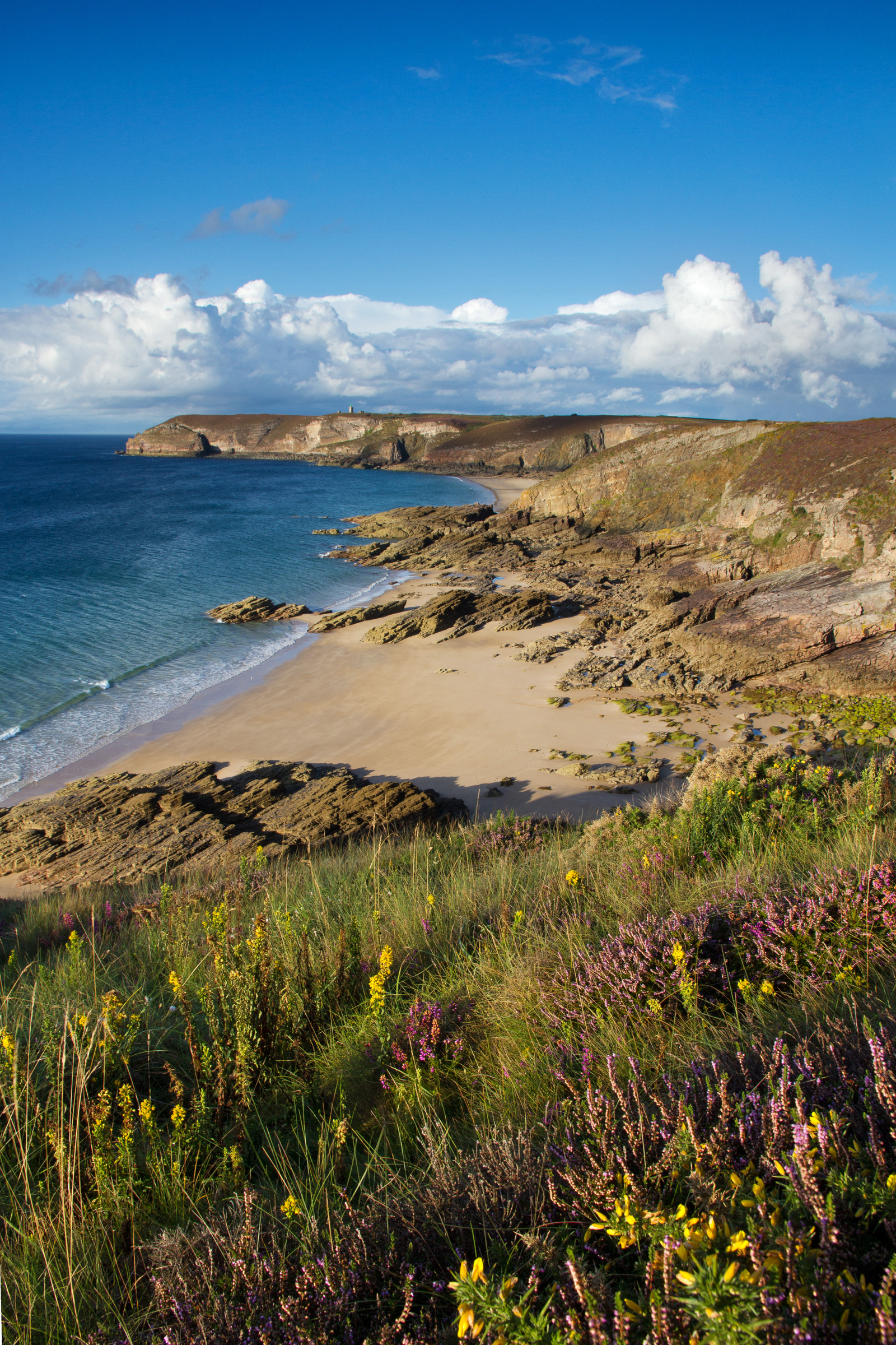 Blumen am Cap Fréhel