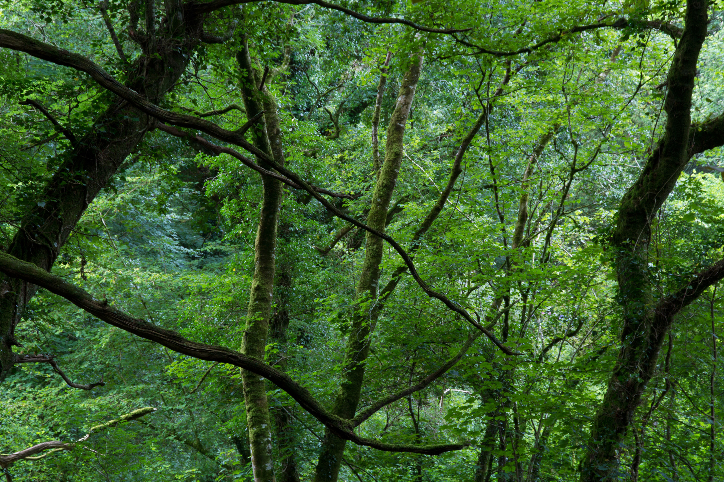 Bäume im Wald von Huelgoat
