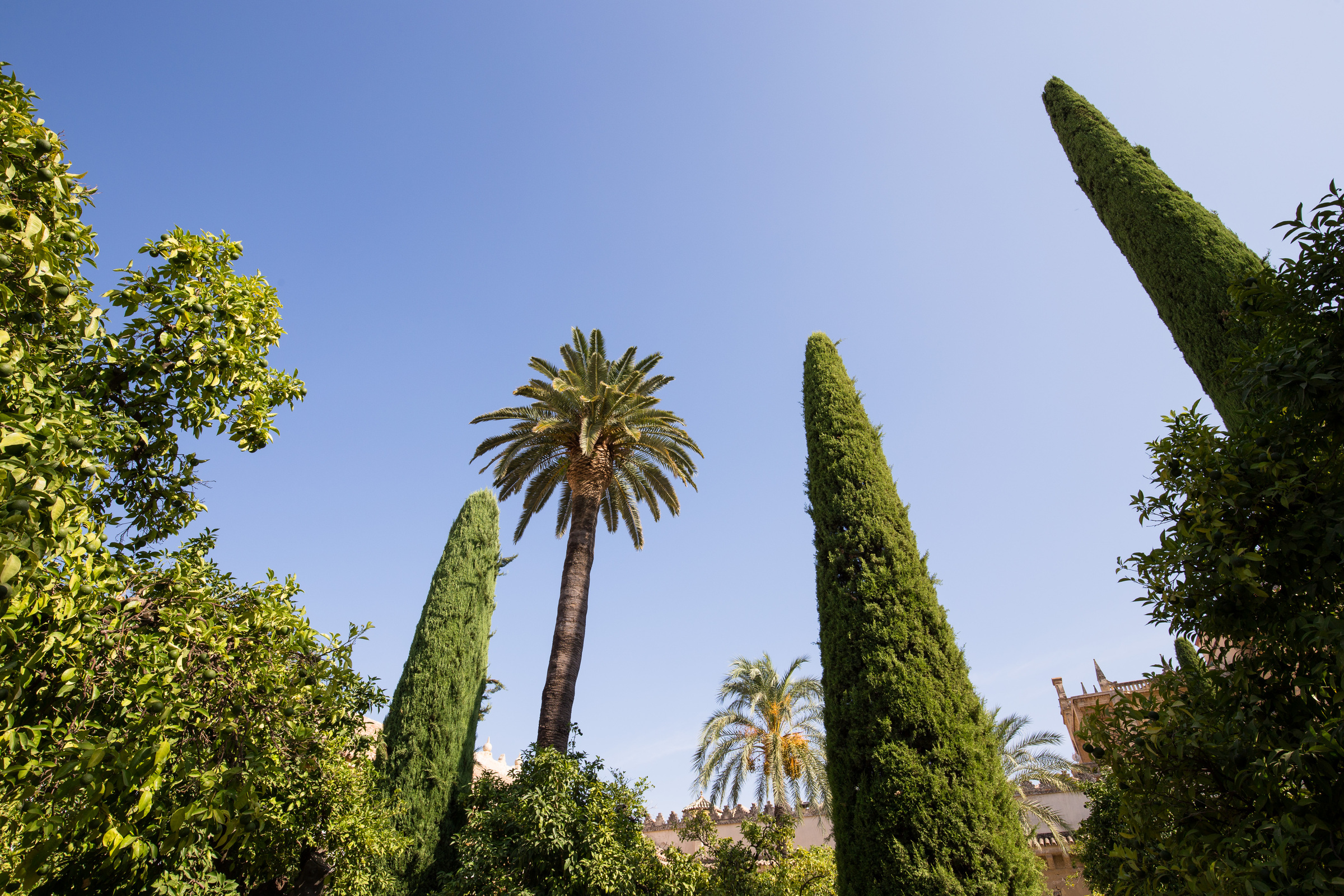 Bäume im Garten der Mezquita Catedral