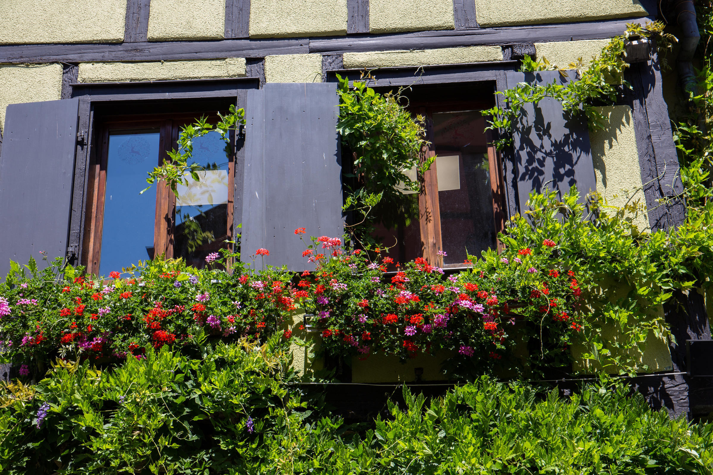Fenster mit Blumen