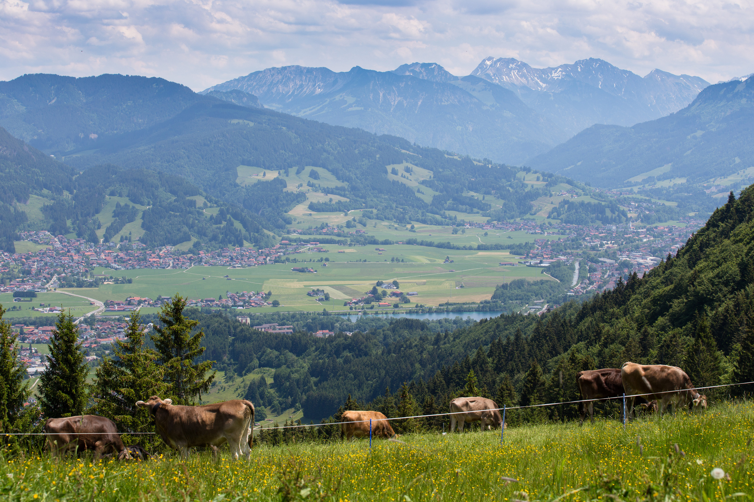 Kühe auf einer Wiese am Mittagberg