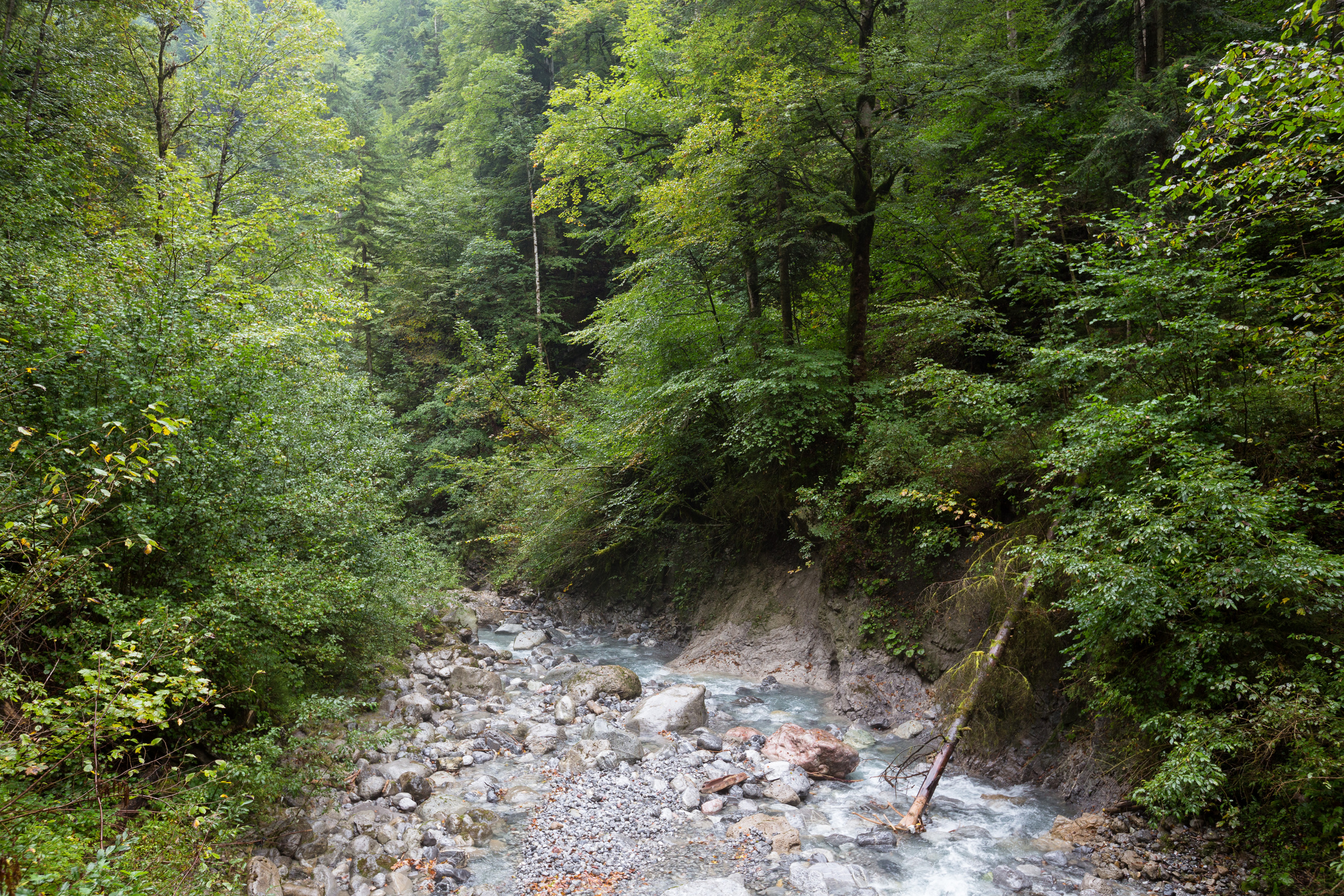 Wald in der Bürserschlucht