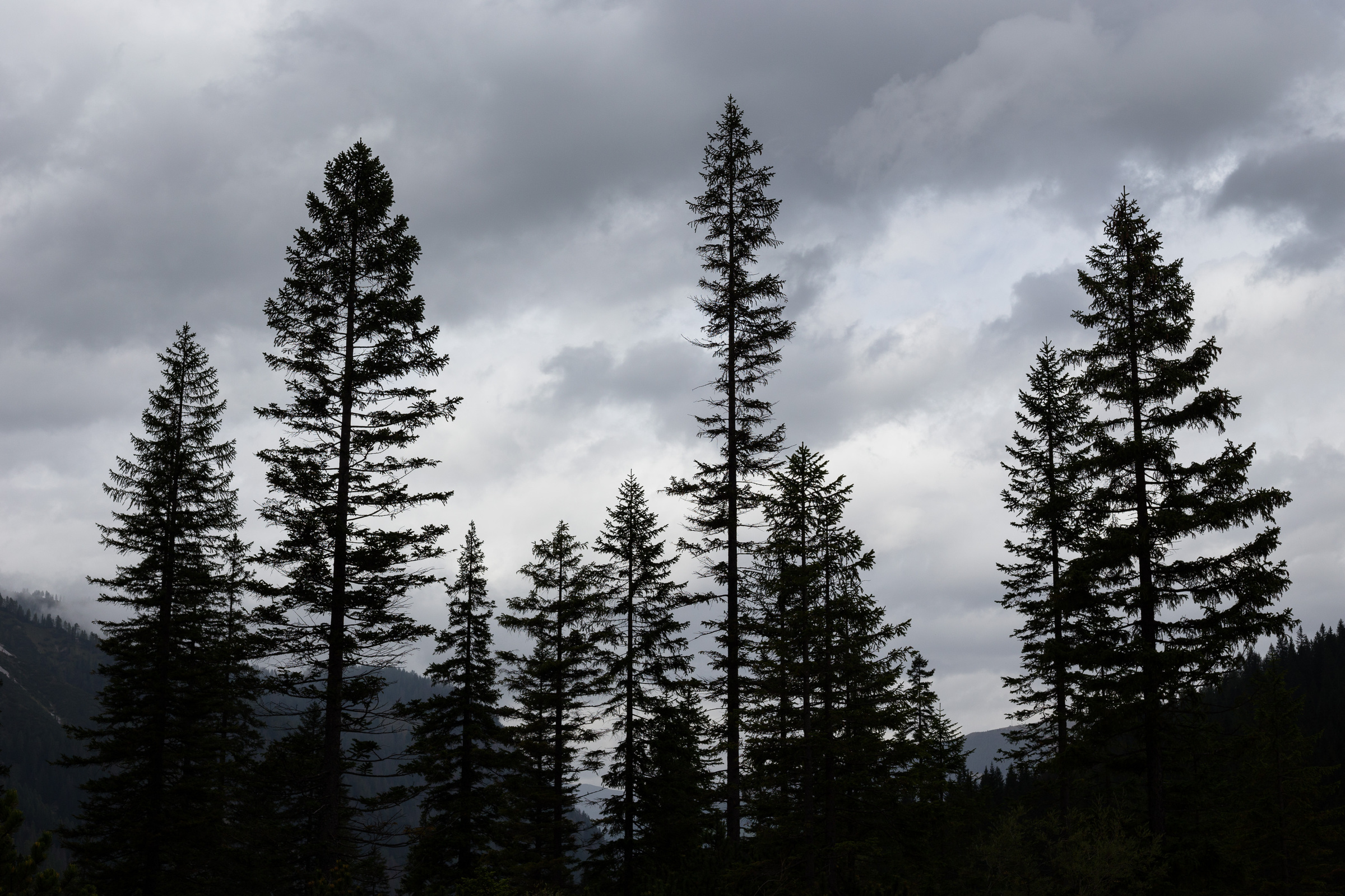 Fichten-Silhouetten im Fischleintal