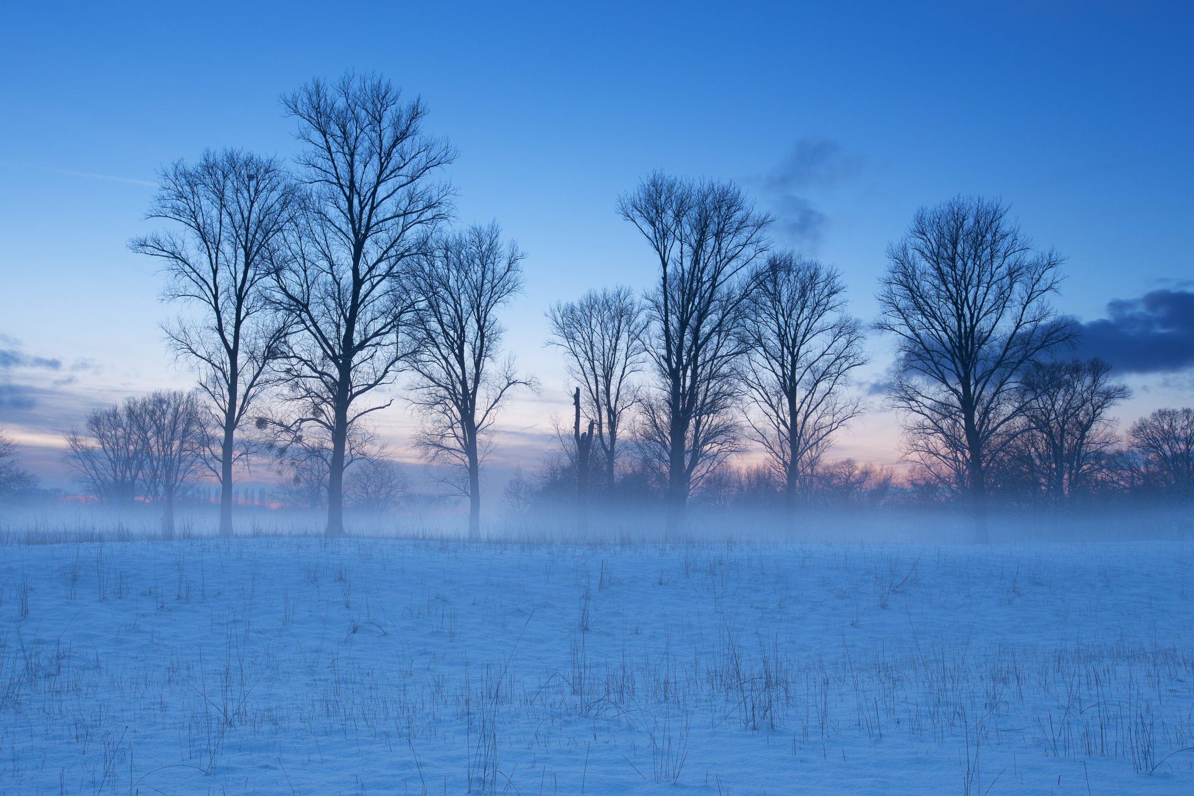 Nebel zwischen Pappeln im Winter