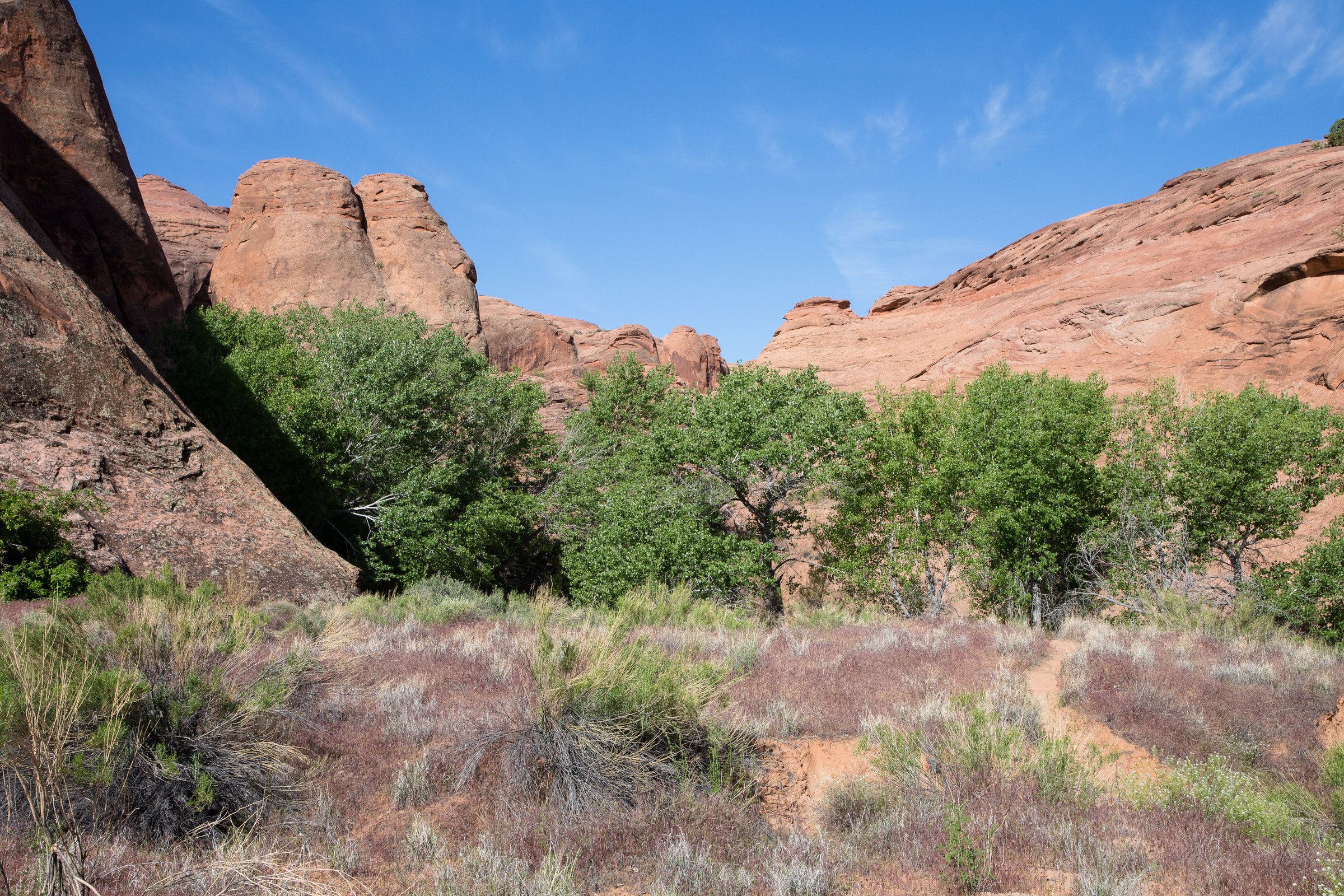 Wiese mit Bäumen im Coyote Gulch