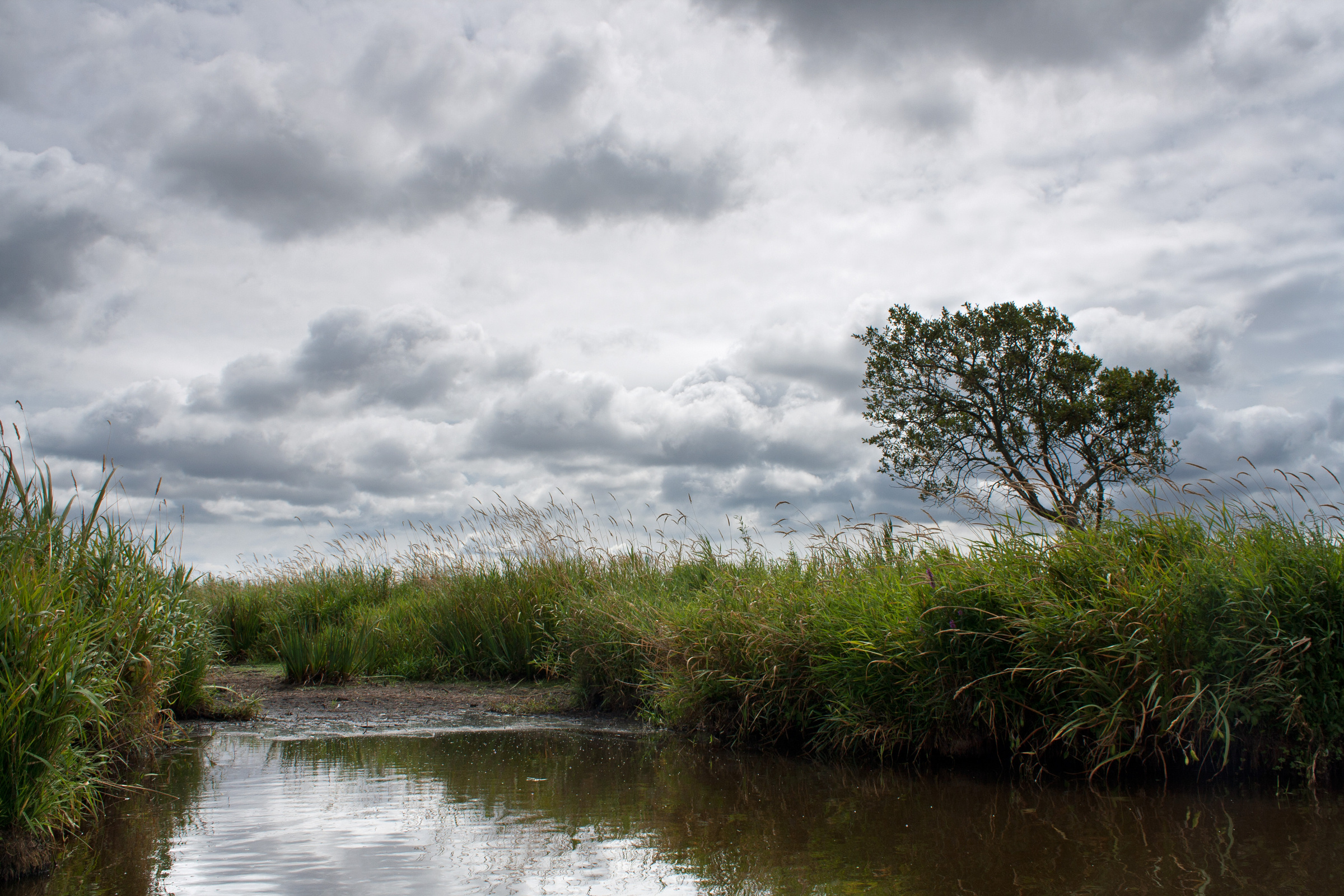 Baum im Torfmoor