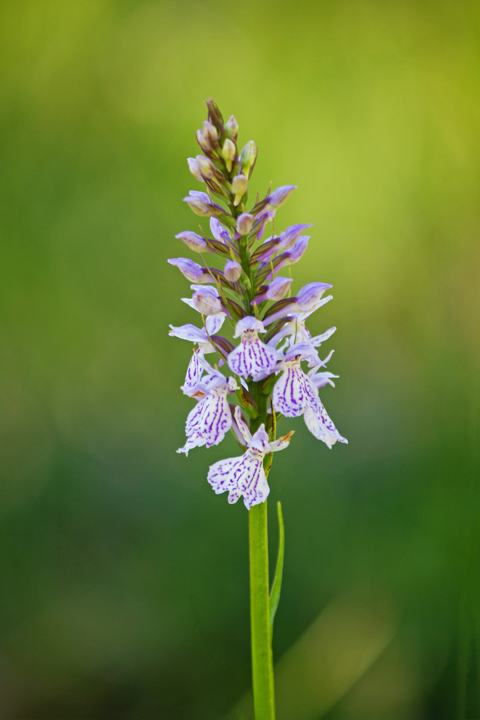 geflecktes Knabenkraut