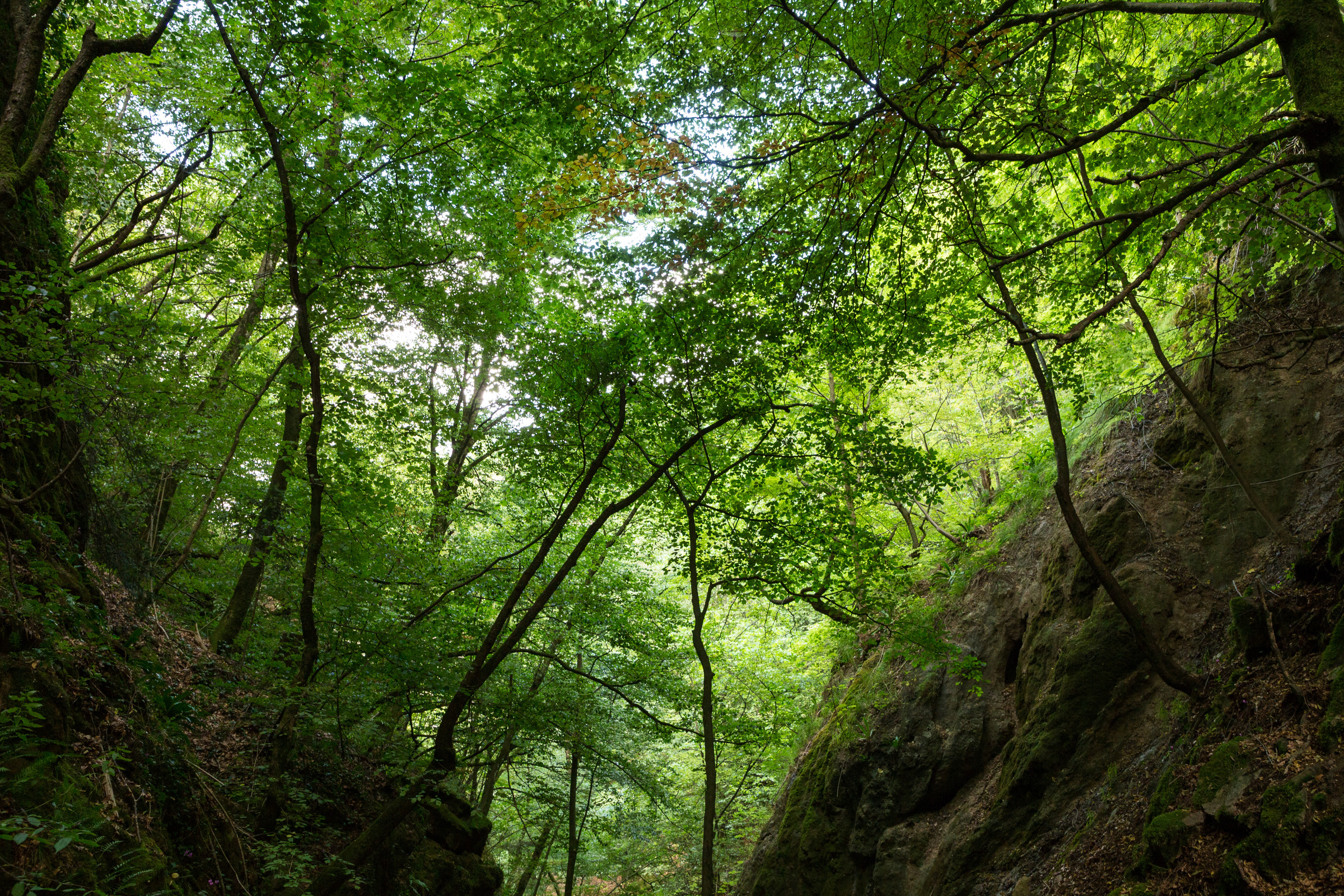 Bäume in der Rastenbachklamm