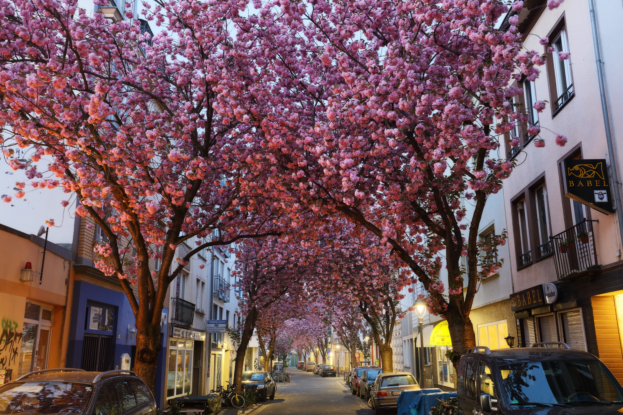 Blütenkirsche in Bonn