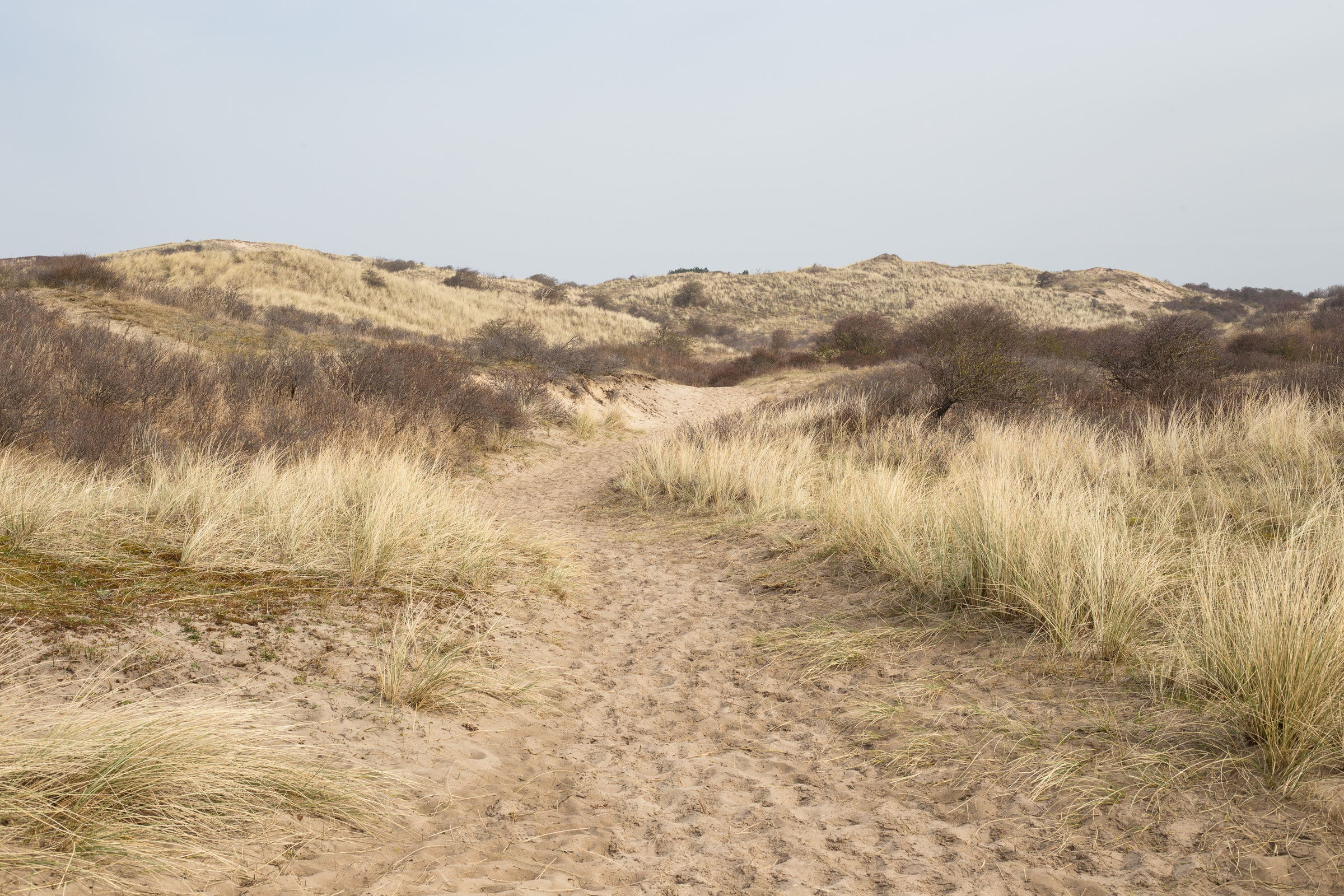 Wanderweg im Noordhollands Duinreservaat