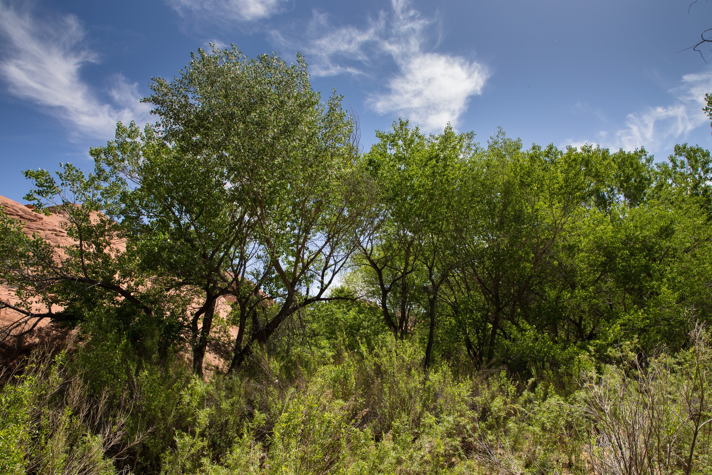 Bäume im Coyote Gulch