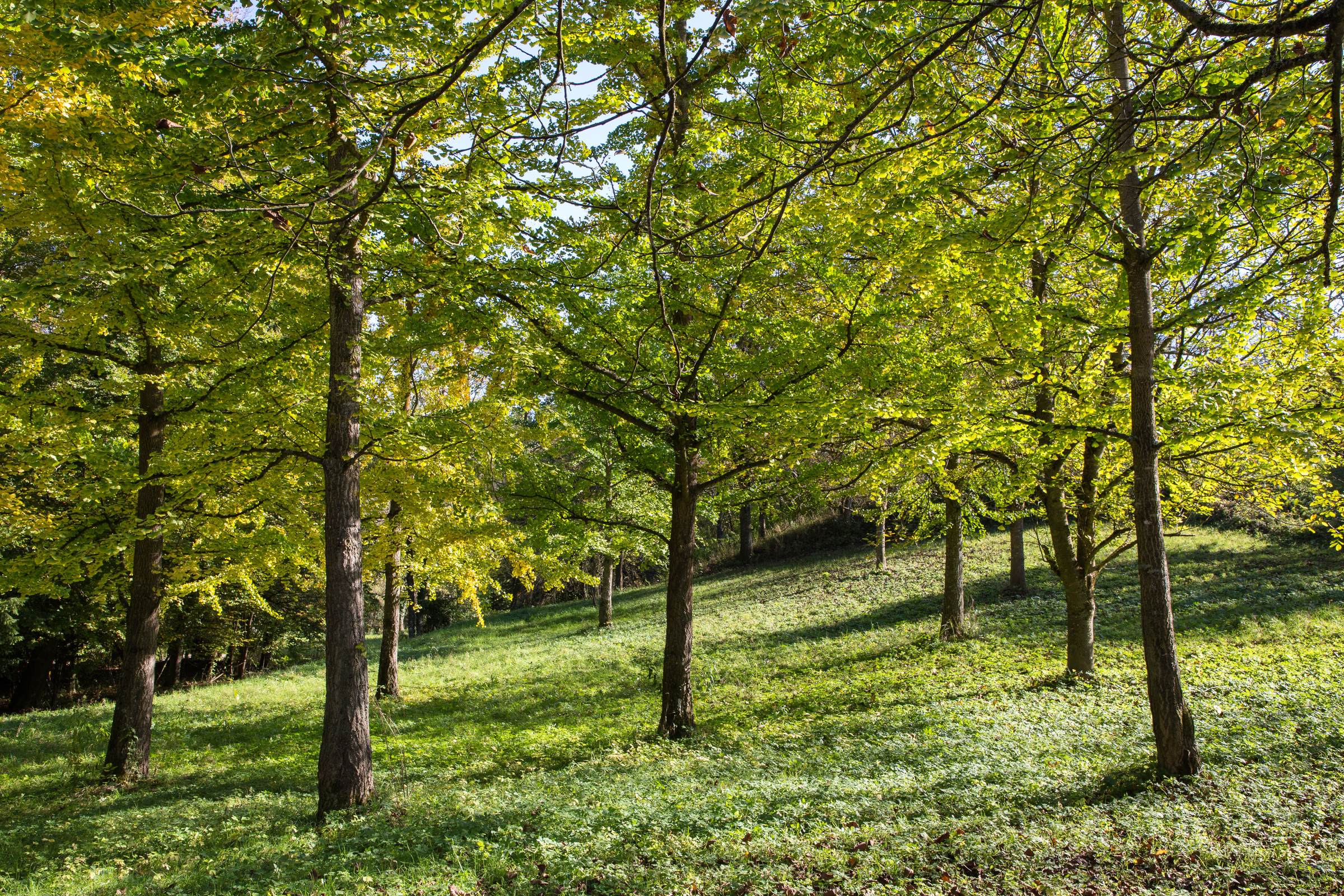 goldener Herbst im Lilienthal bei Ihringen