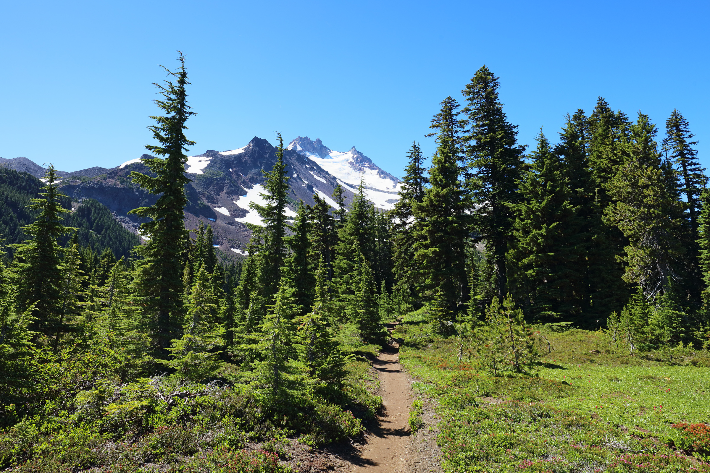 Pacific Crest Trail im Mount Jefferson Park