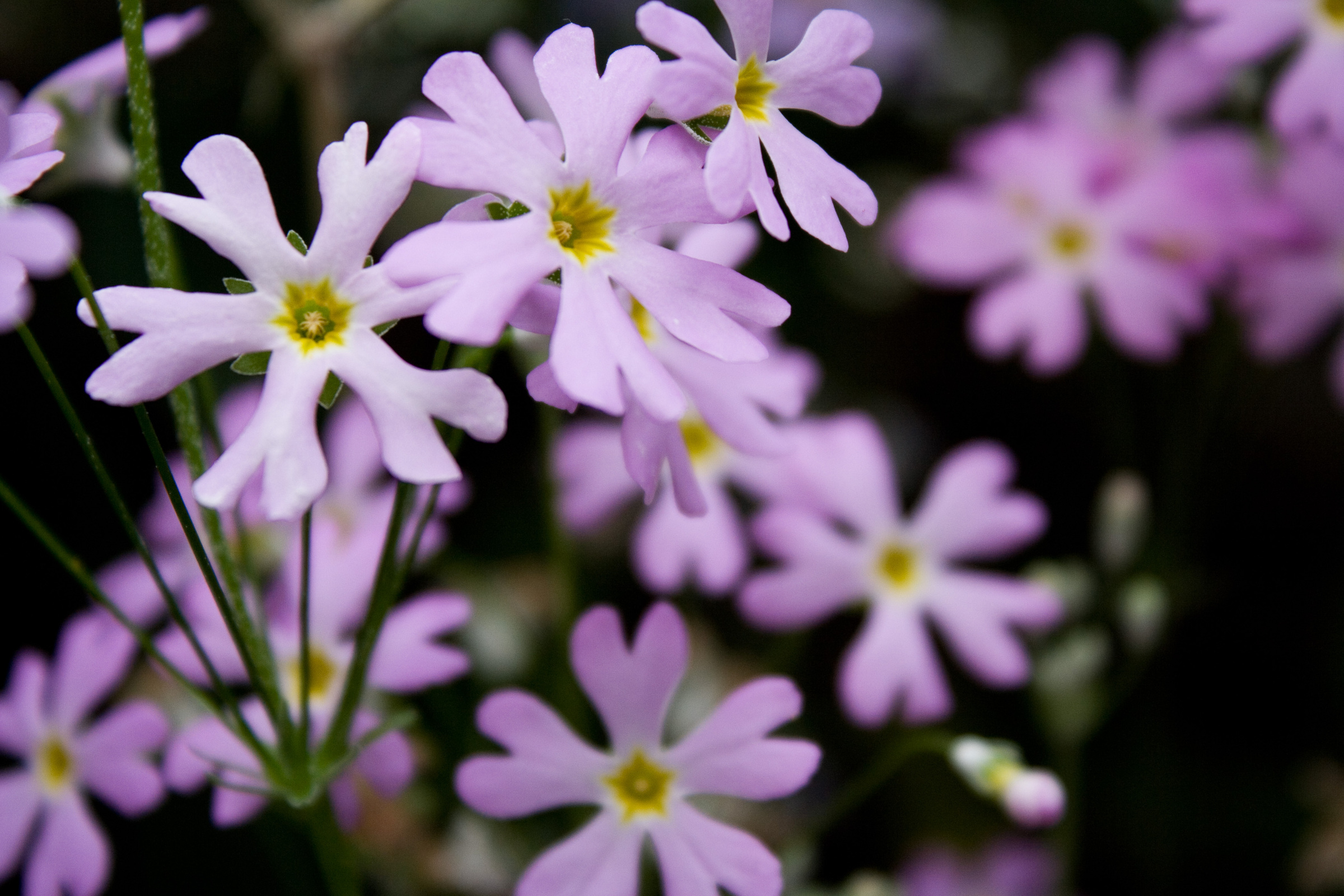 Lila Blumen mit dunklen Hintergrund