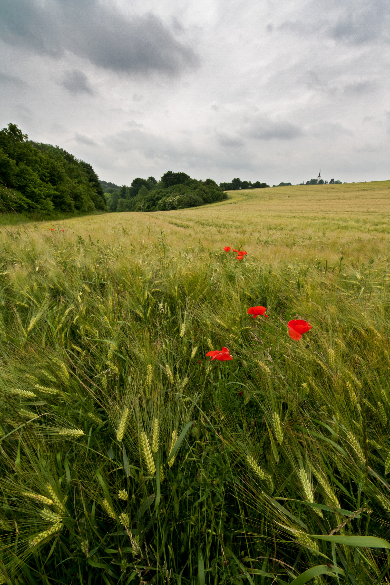 Mohnblumen im Kornfeld