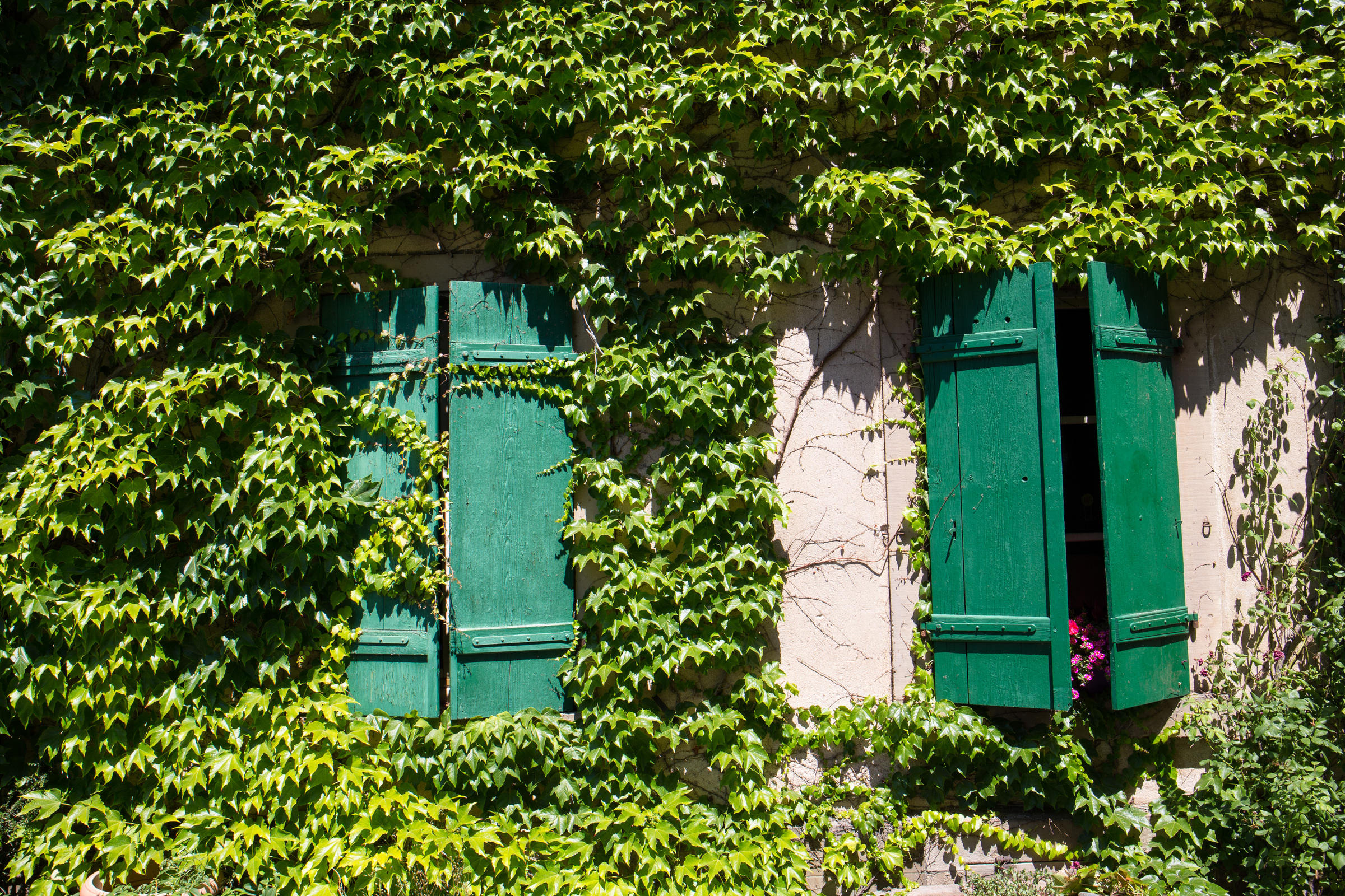 Efeu an einer Hauswand in Riquewihr