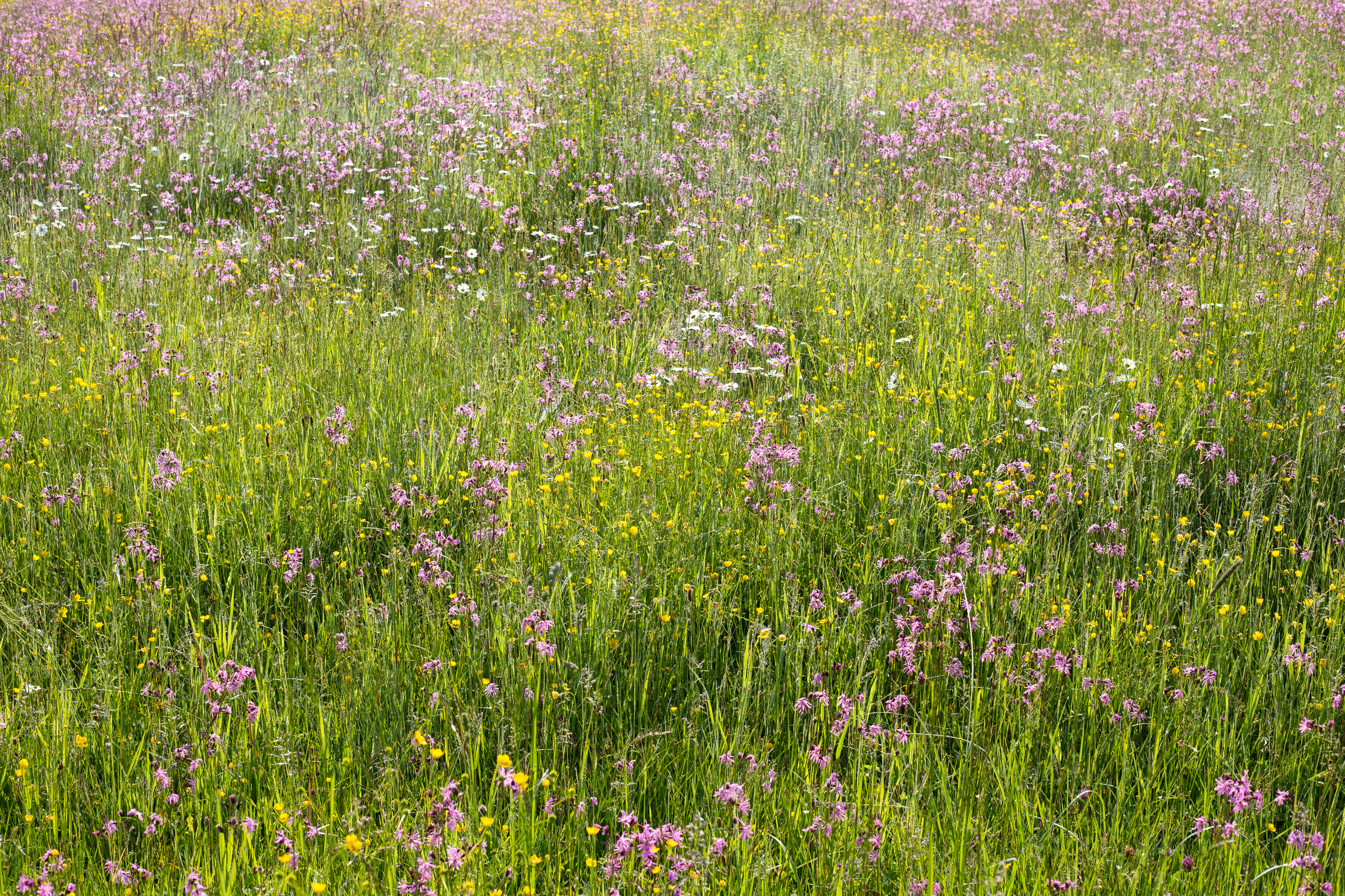 Blumenwiese mit rosa Blüten