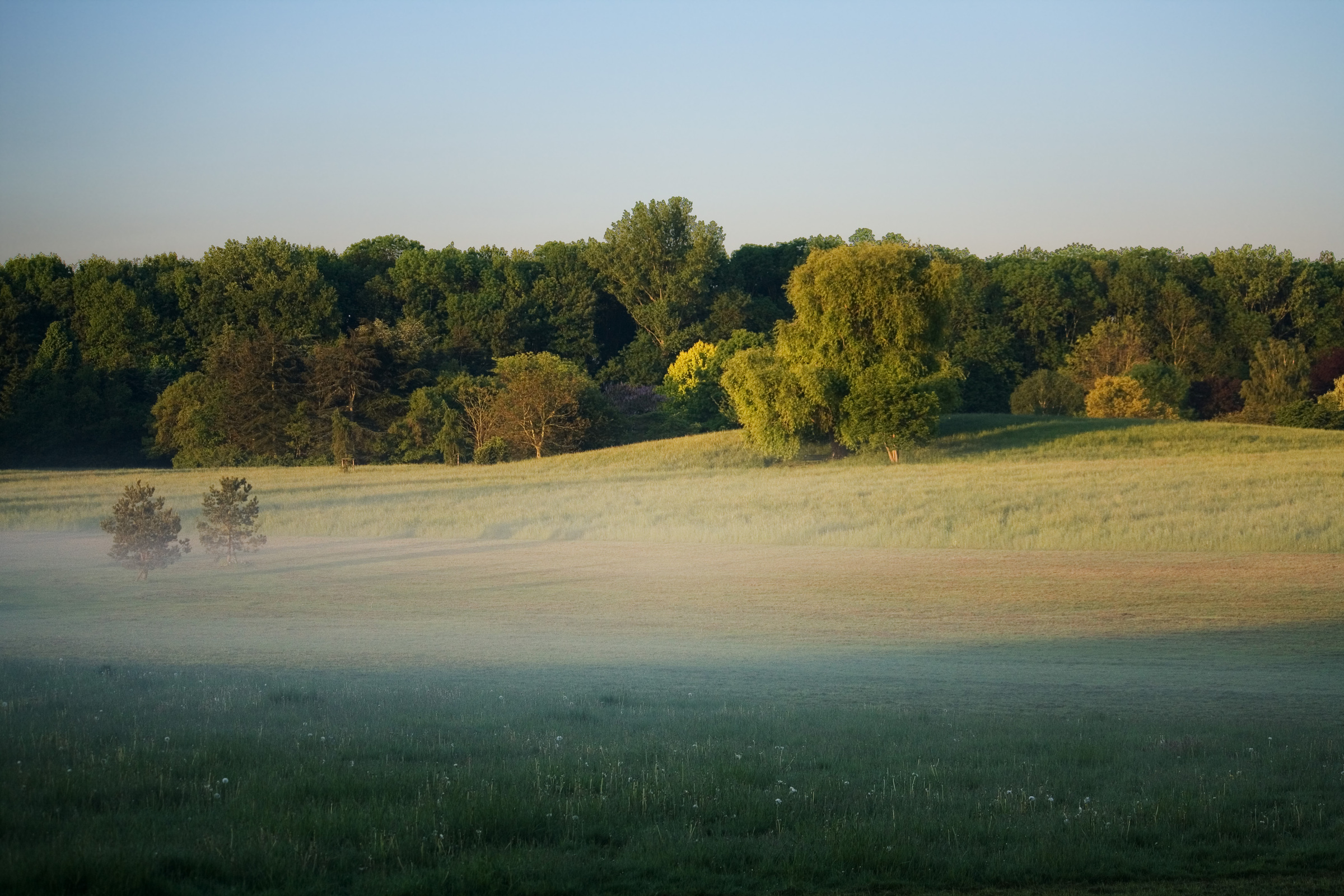 Nebel auf einer Wiese im Sommer