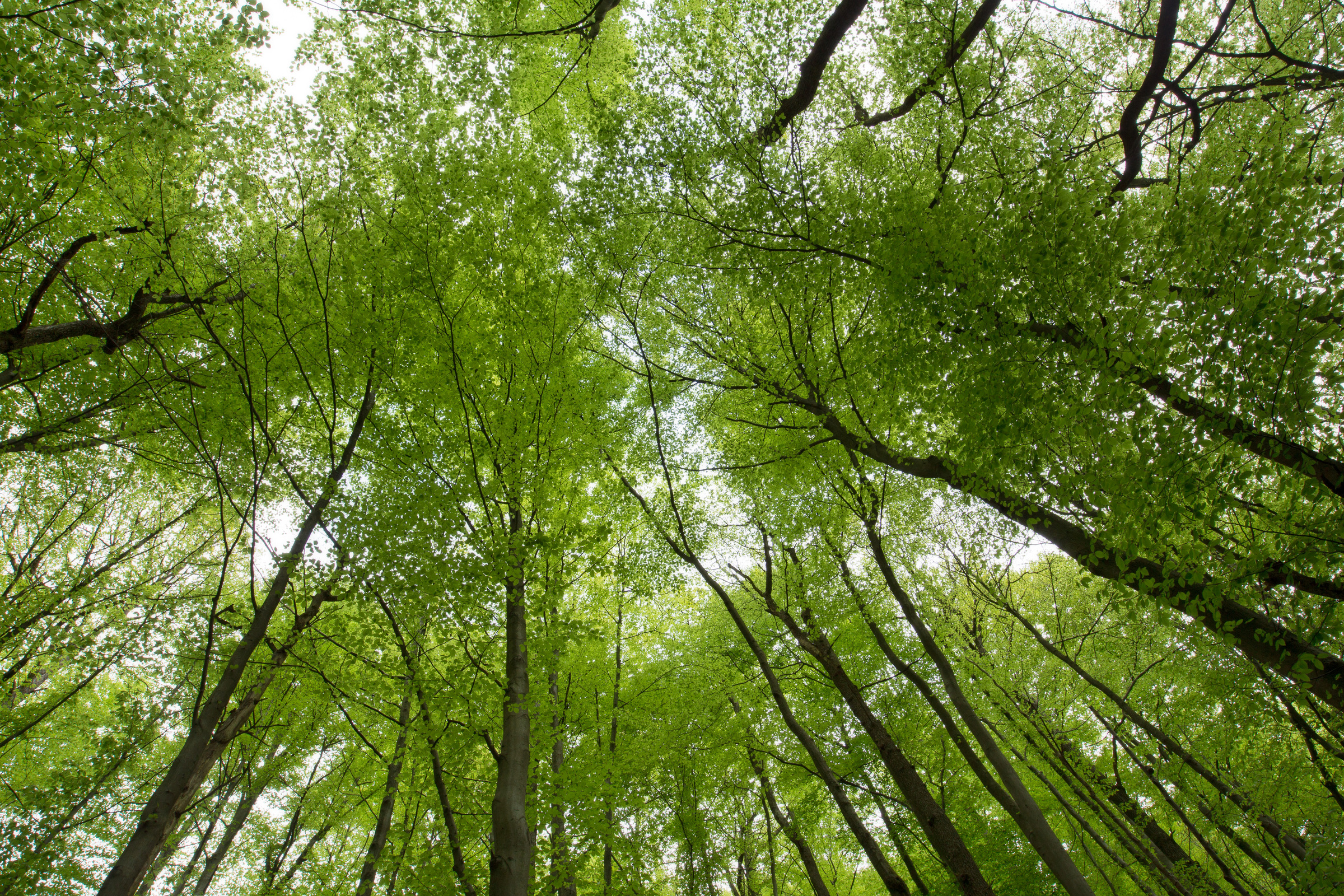 Blätterdach im Frühling