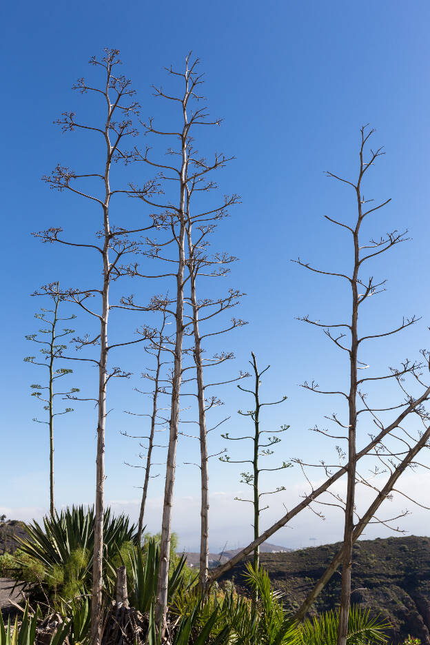 Agave Gran Canaria